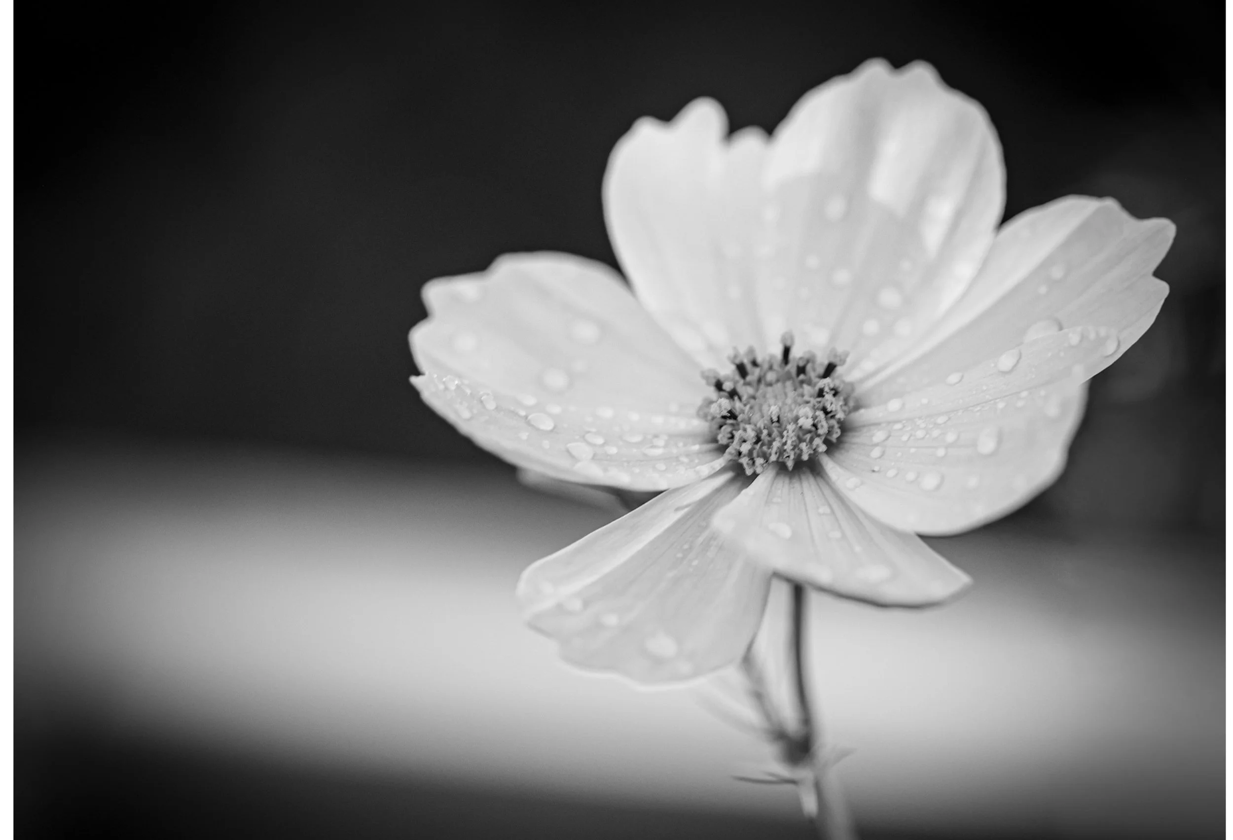 A single blossom in soft light with delicate detail.