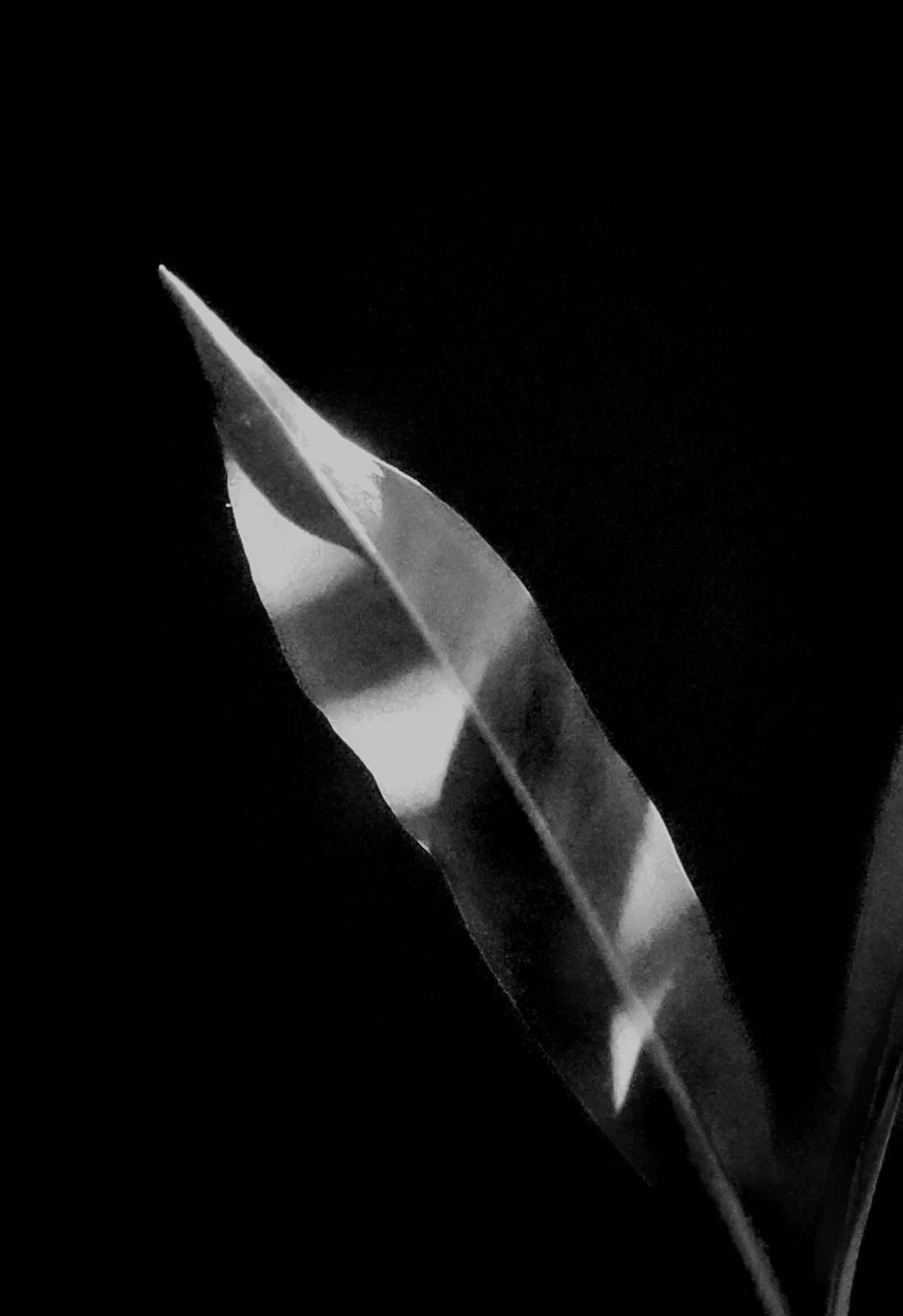A study of light and form, revealing the quiet elegance of a single leaf.