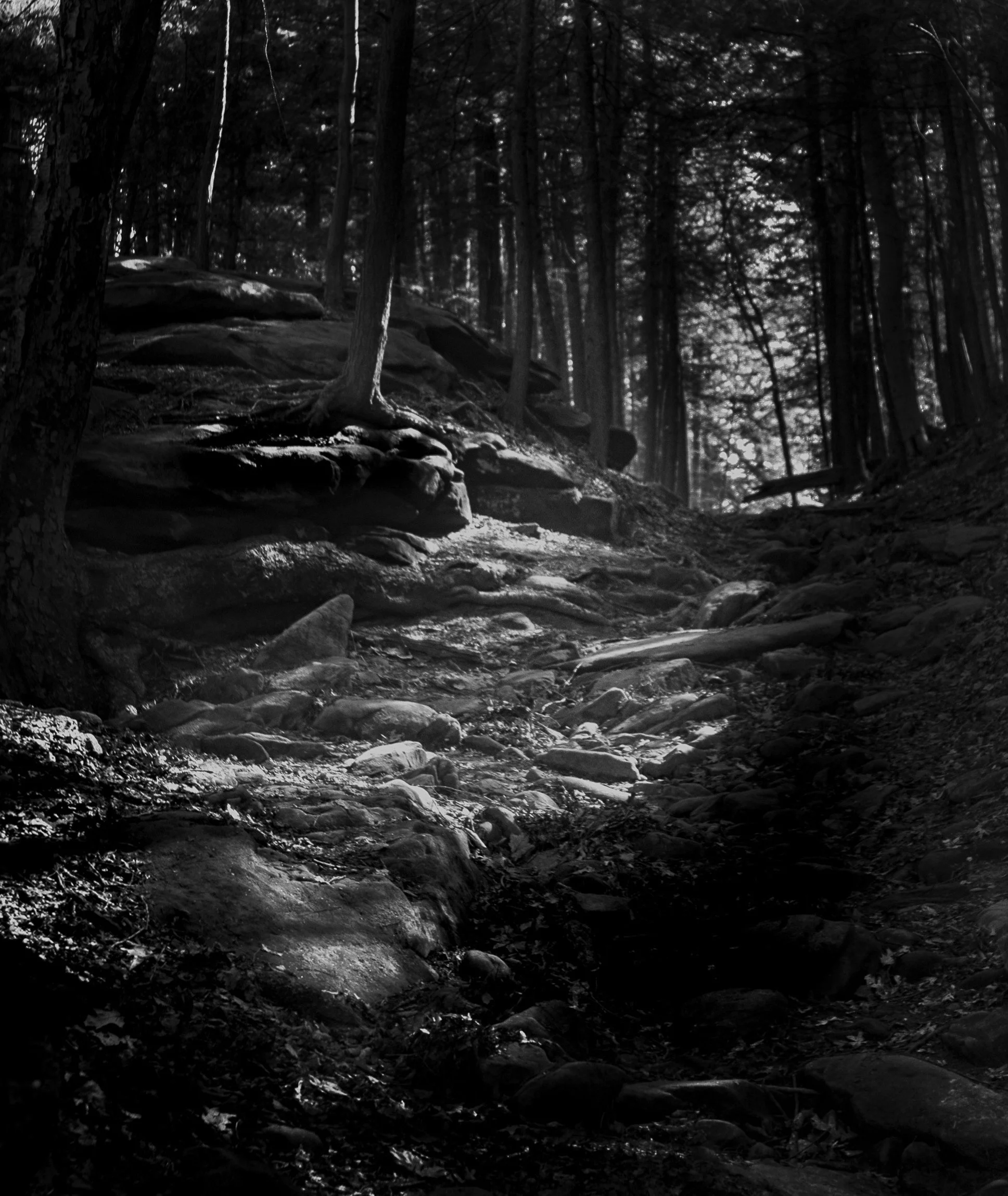 A shaded woodland path invites quiet exploration.