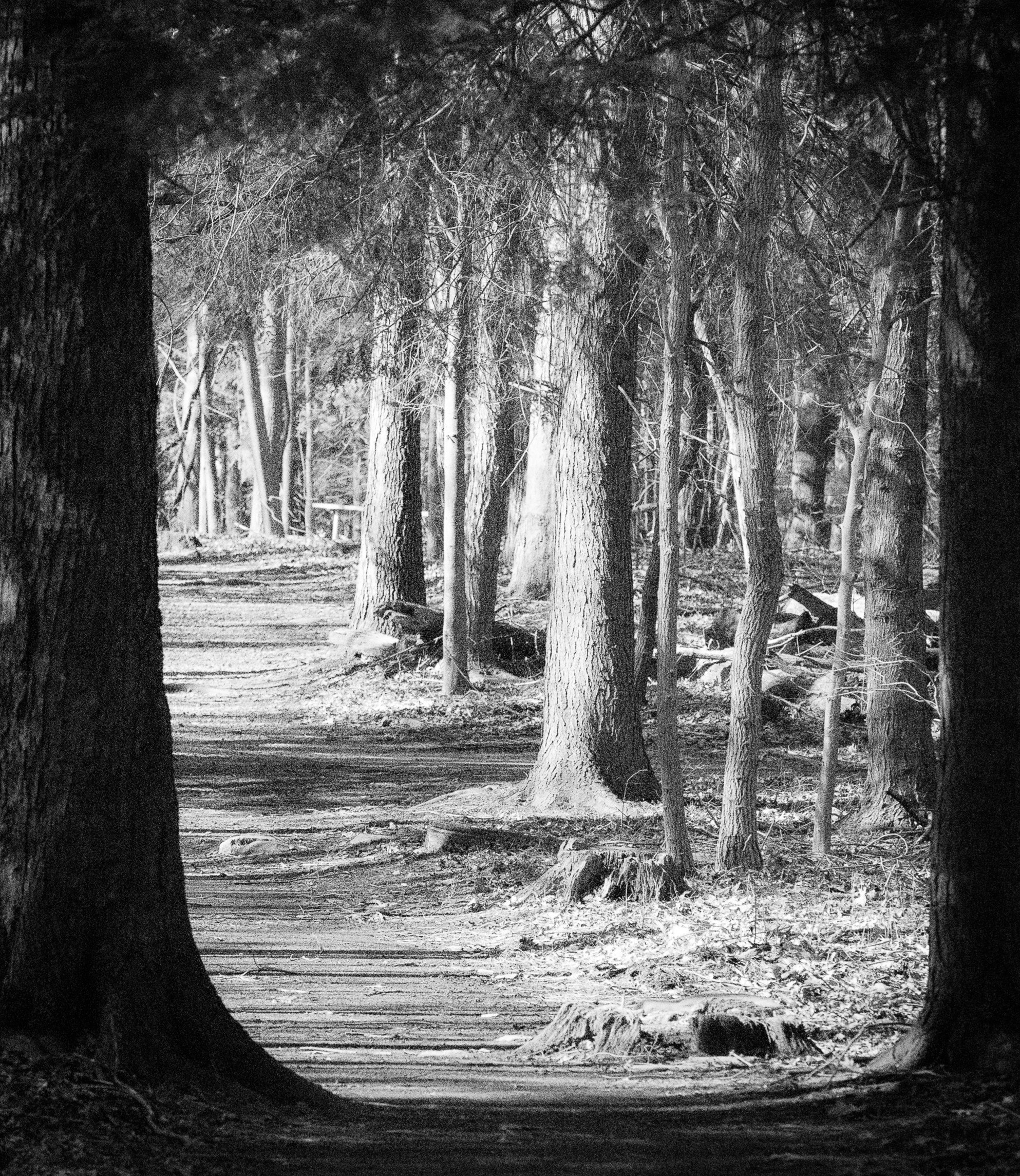 Sunlight illuminates the forest floor, bringing the journey to a peaceful and hopeful conclusion.