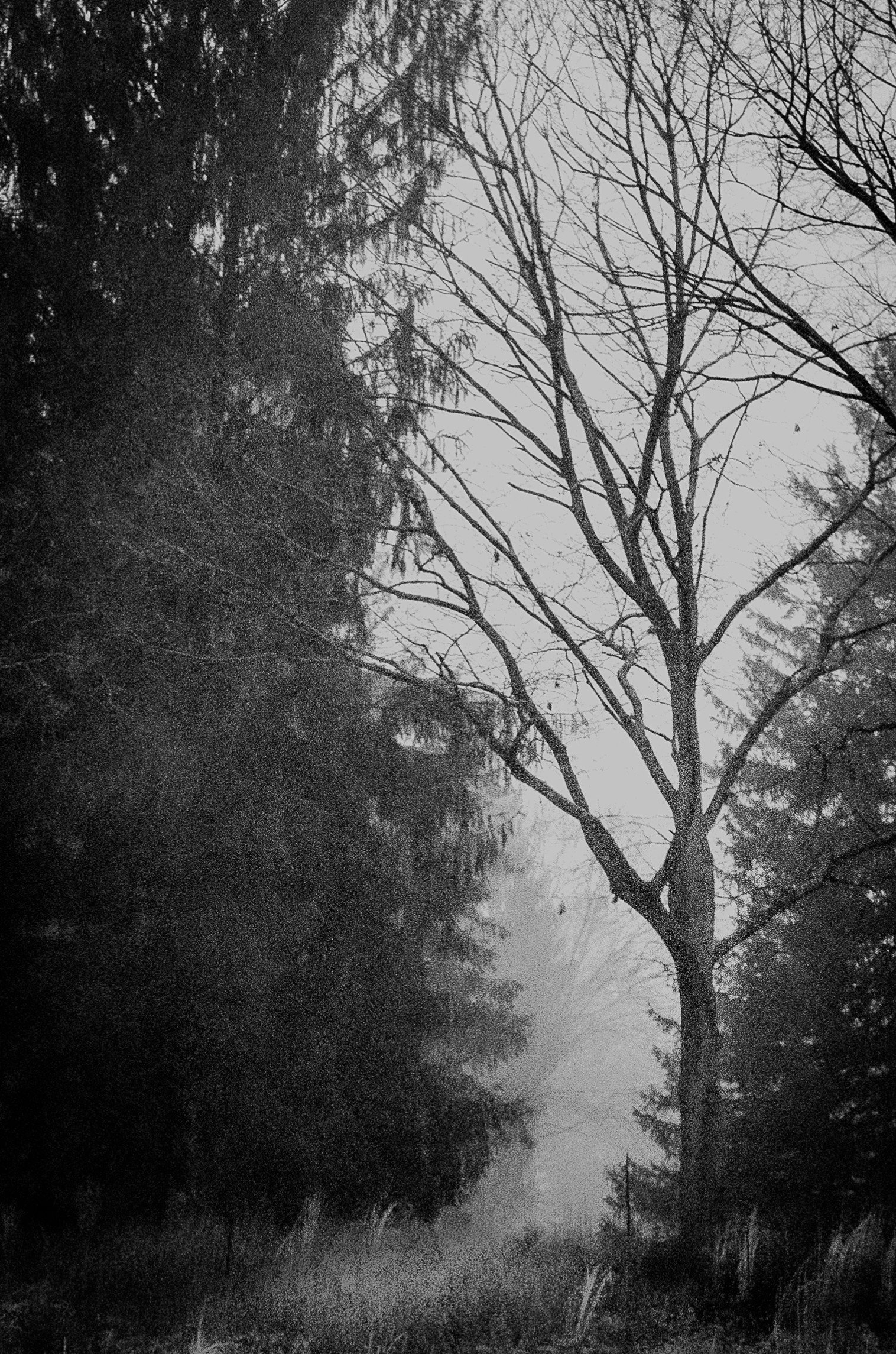 Bare branches emerge gently from the morning fog, creating a landscape where silence and light meet. The simplicity of the scene invites reflection and calm.