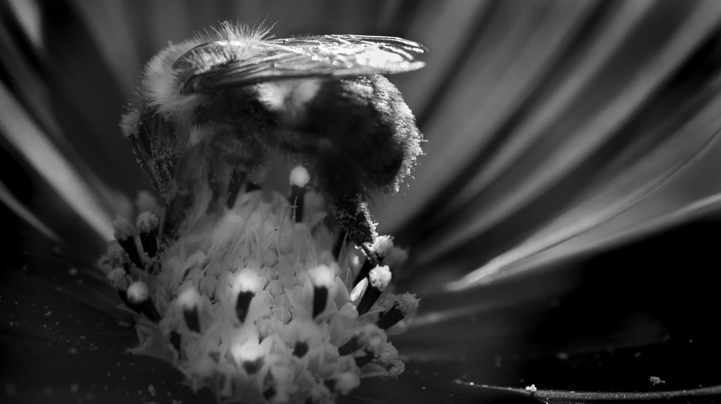 A quiet encounter between pollinator and blossom captures one of nature's most essential relationships. The image reflects both delicate beauty and the quiet rhythm of life.