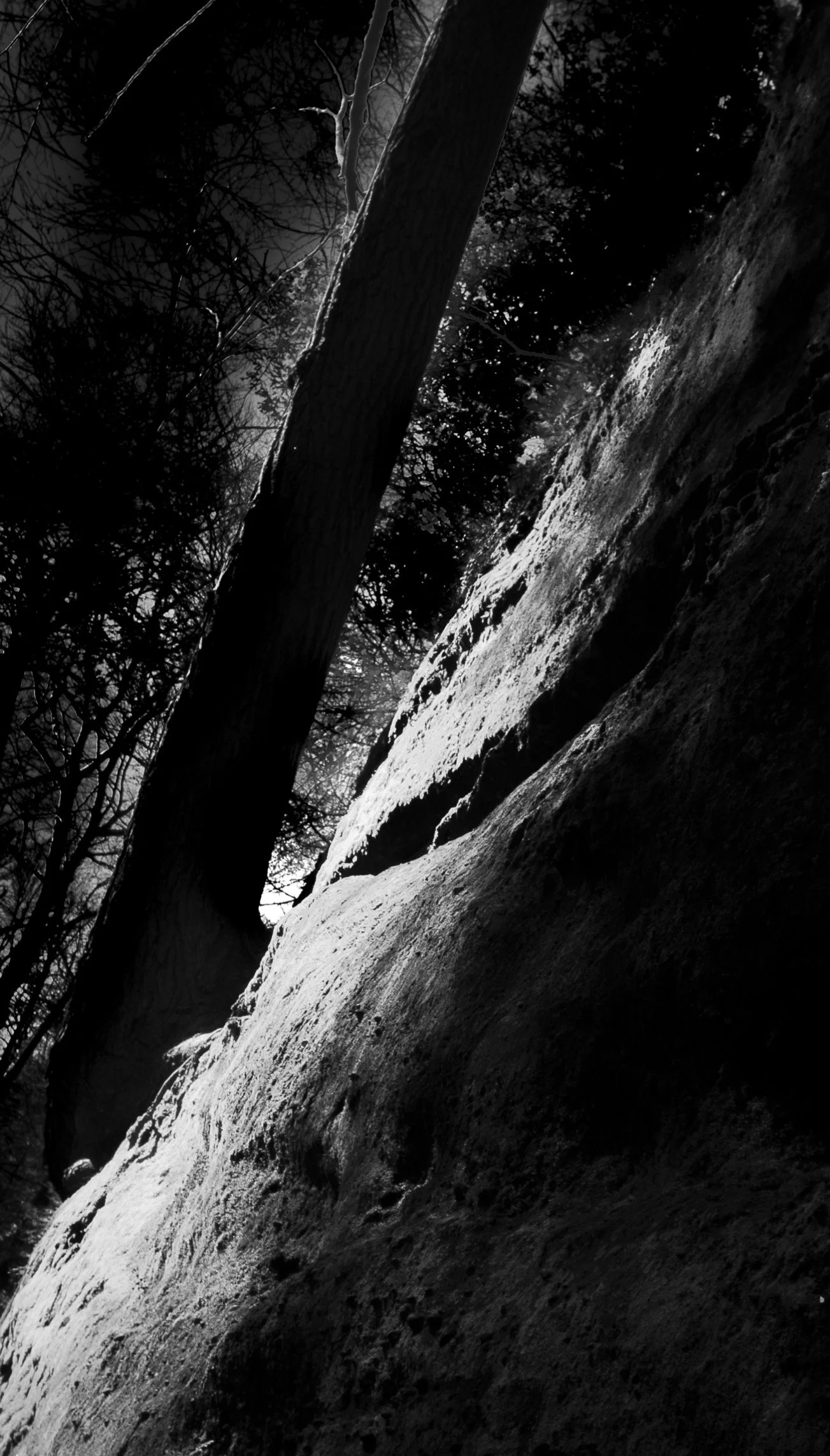 Large boulders rest beneath towering trees as soft light filters through the forest. The scene speaks to the enduring presence and quiet strength of the natural world.