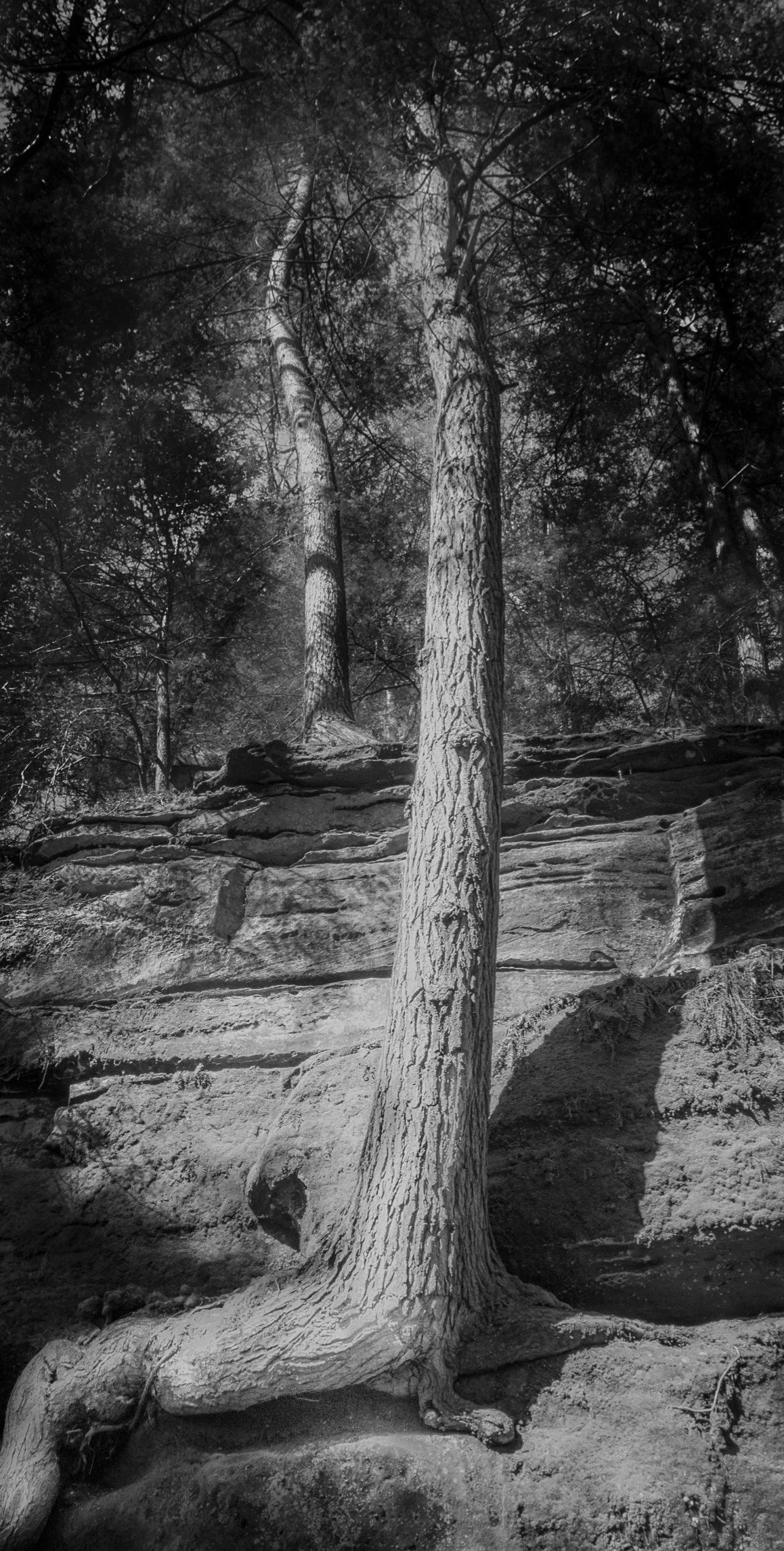 Sunlight traces the roots of an old tree, revealing the quiet strength and resilience hidden beneath the forest canopy. Even the smallest details tell a story.