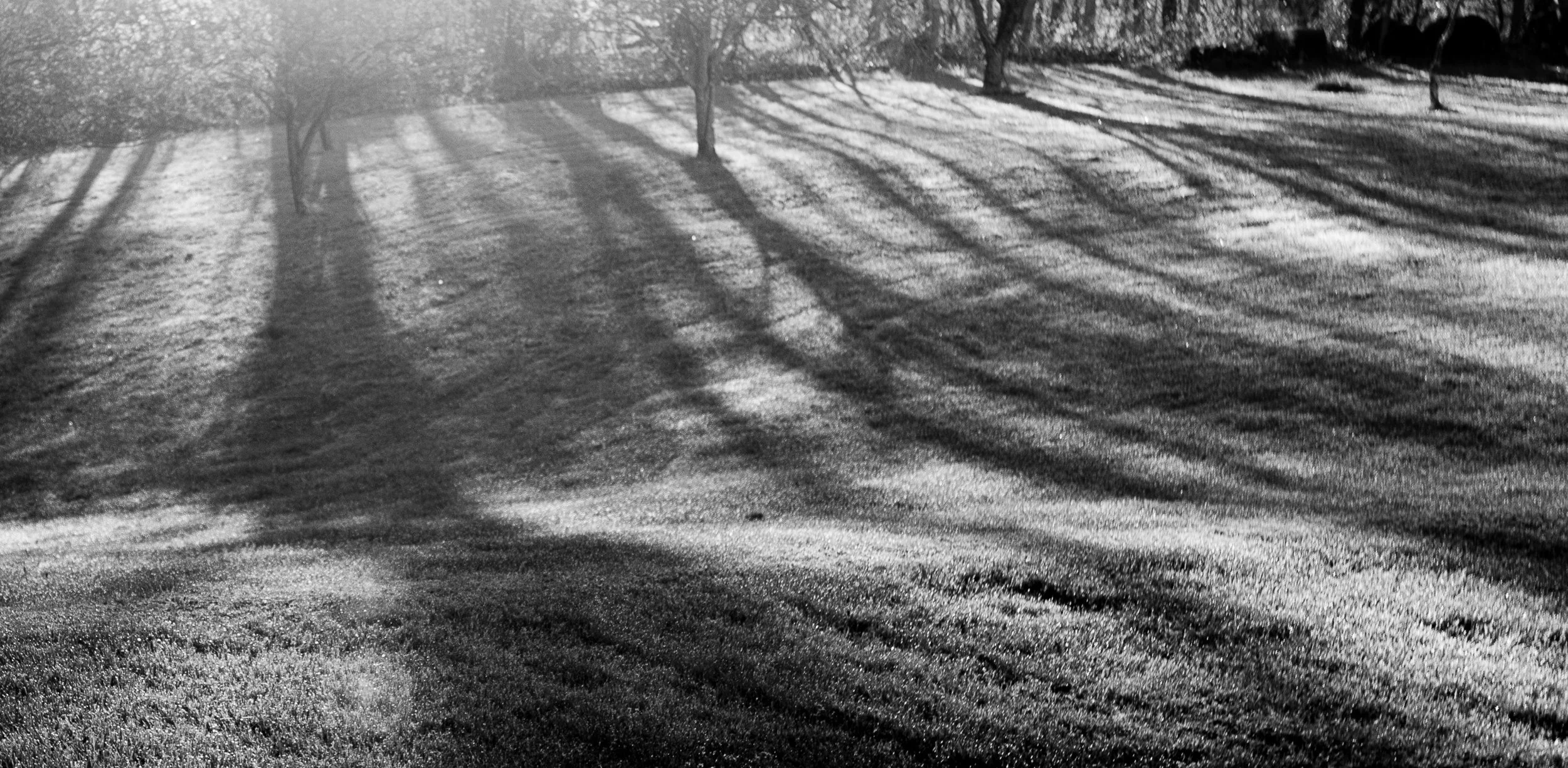 Morning light stretches across the landscape, creating patterns of calm and contrast.