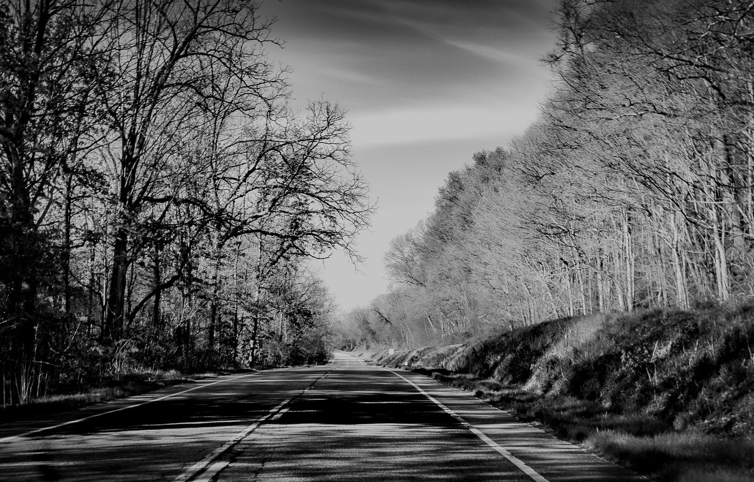 A peaceful road stretches toward the horizon beneath quiet trees.