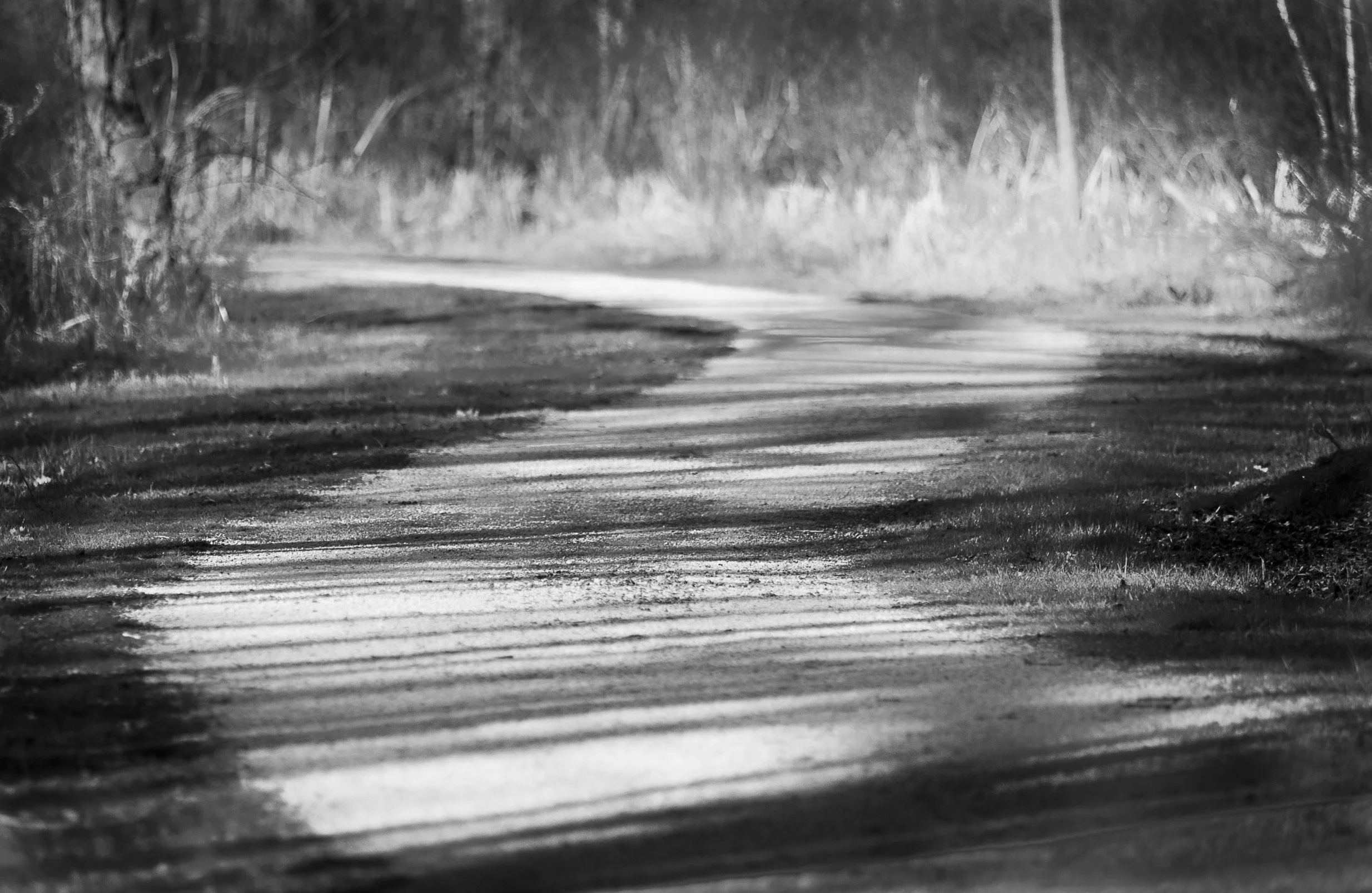 Bands of sunlight and shadow sweep across the pavement, revealing the changing rhythm of light through the forest.