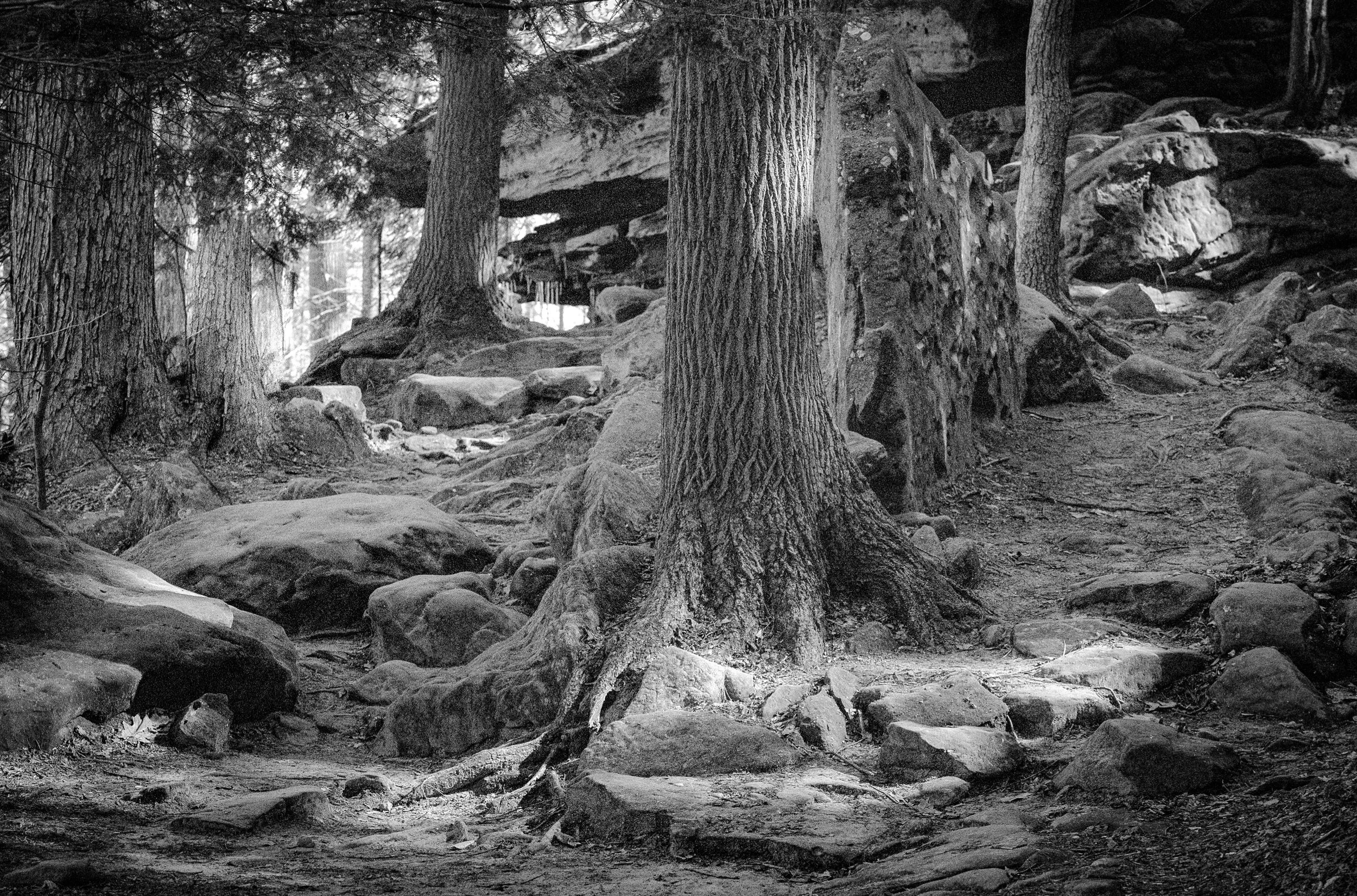 Black and white fine art photograph of ancient tree roots winding through a rocky forest floor, conveying strength, stillness, and timeless beauty.