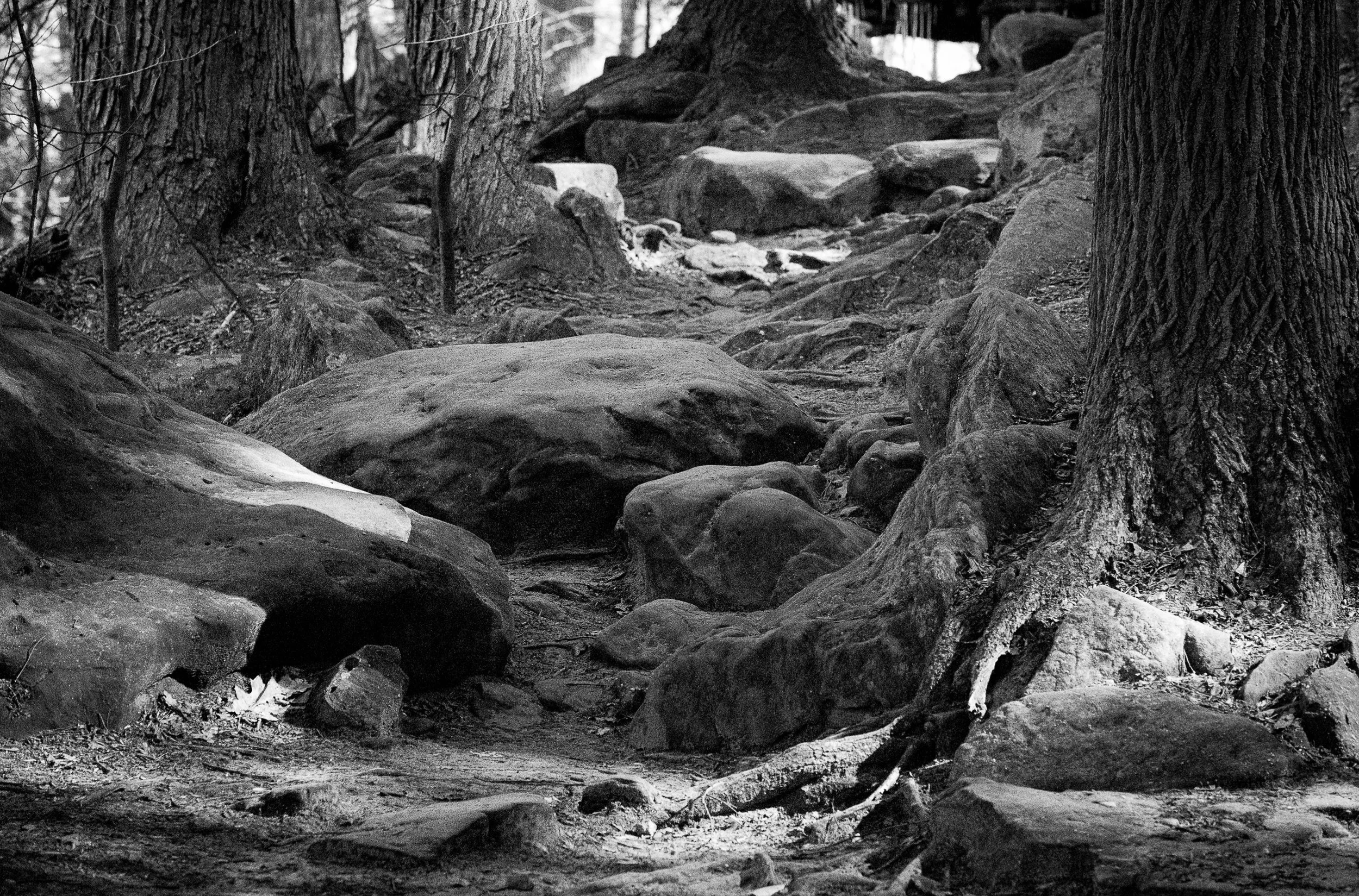 Towering trees and timeless stone create a landscape shaped by patience and light.