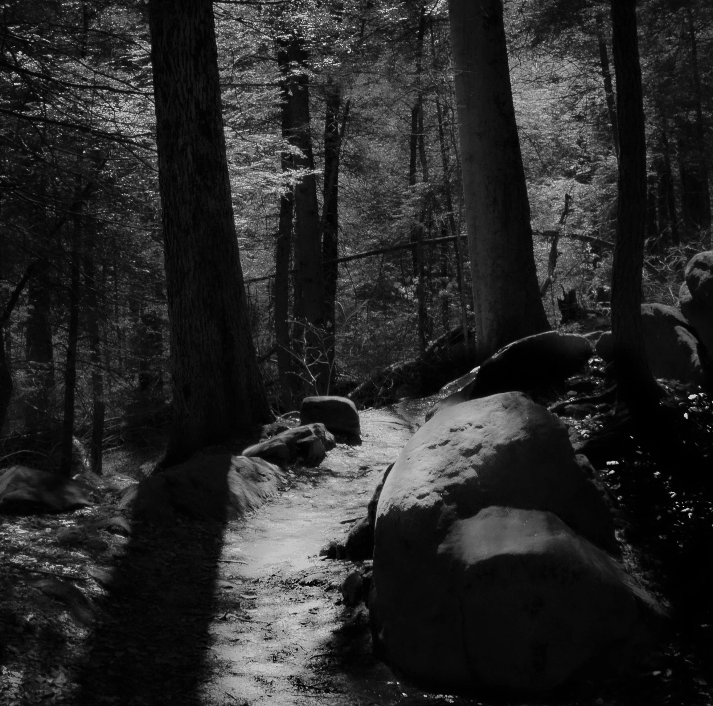 Sunlight reaches the forest floor, illuminating weathered stone and bringing the journey to a peaceful close.