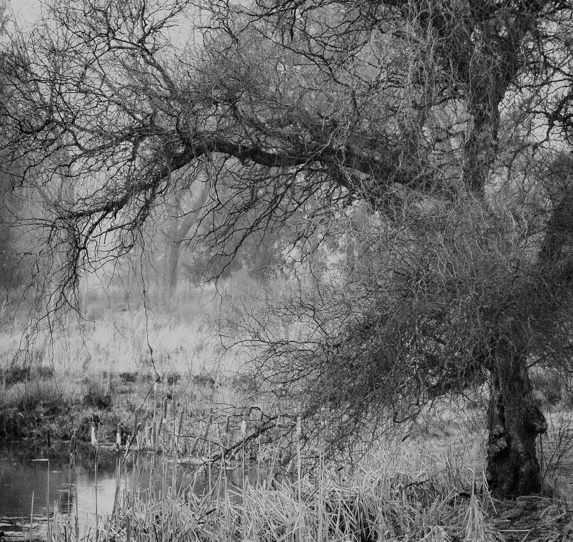 Black and white marsh scene with a curved tree and soft winter grasses.