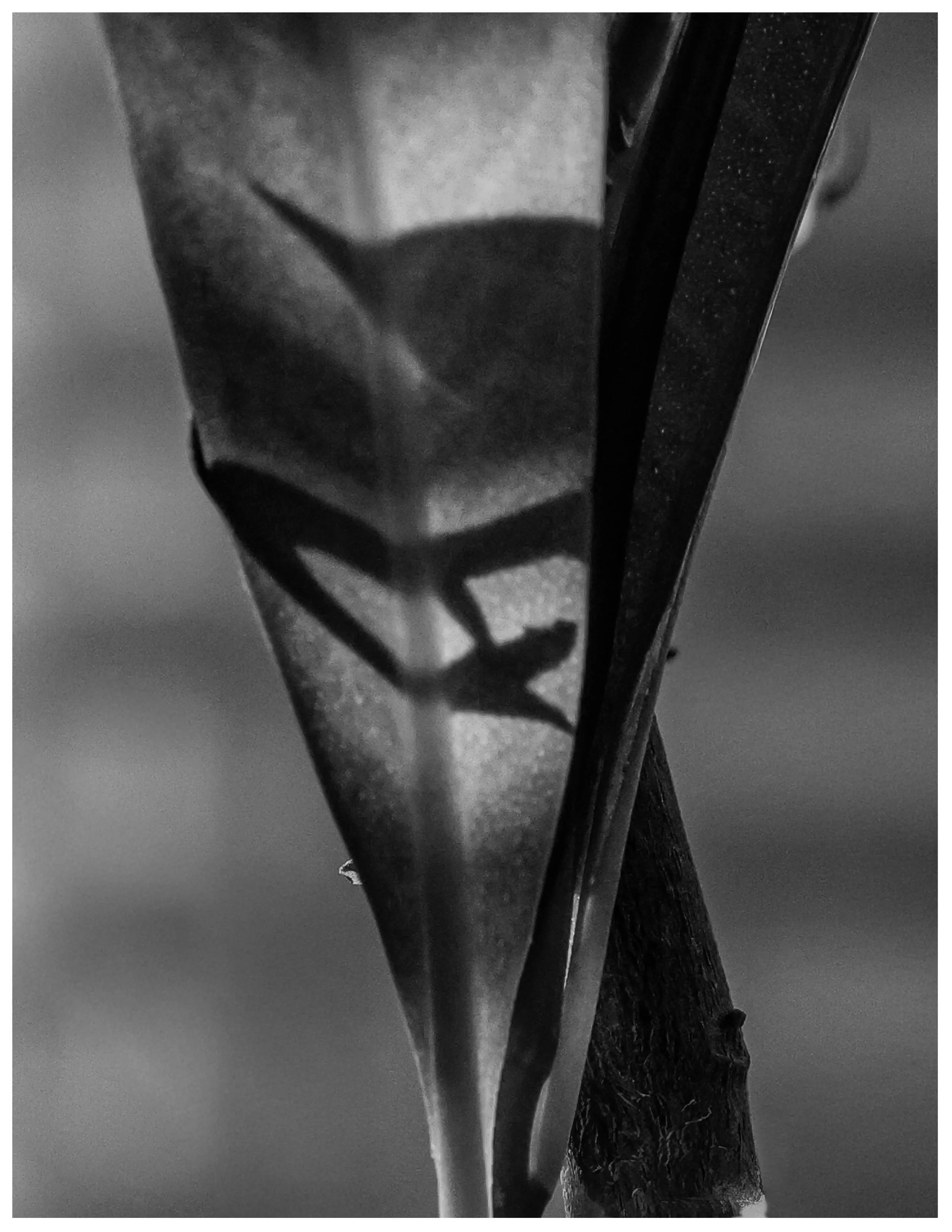 Abstract shadows crossing a softly curved leaf.