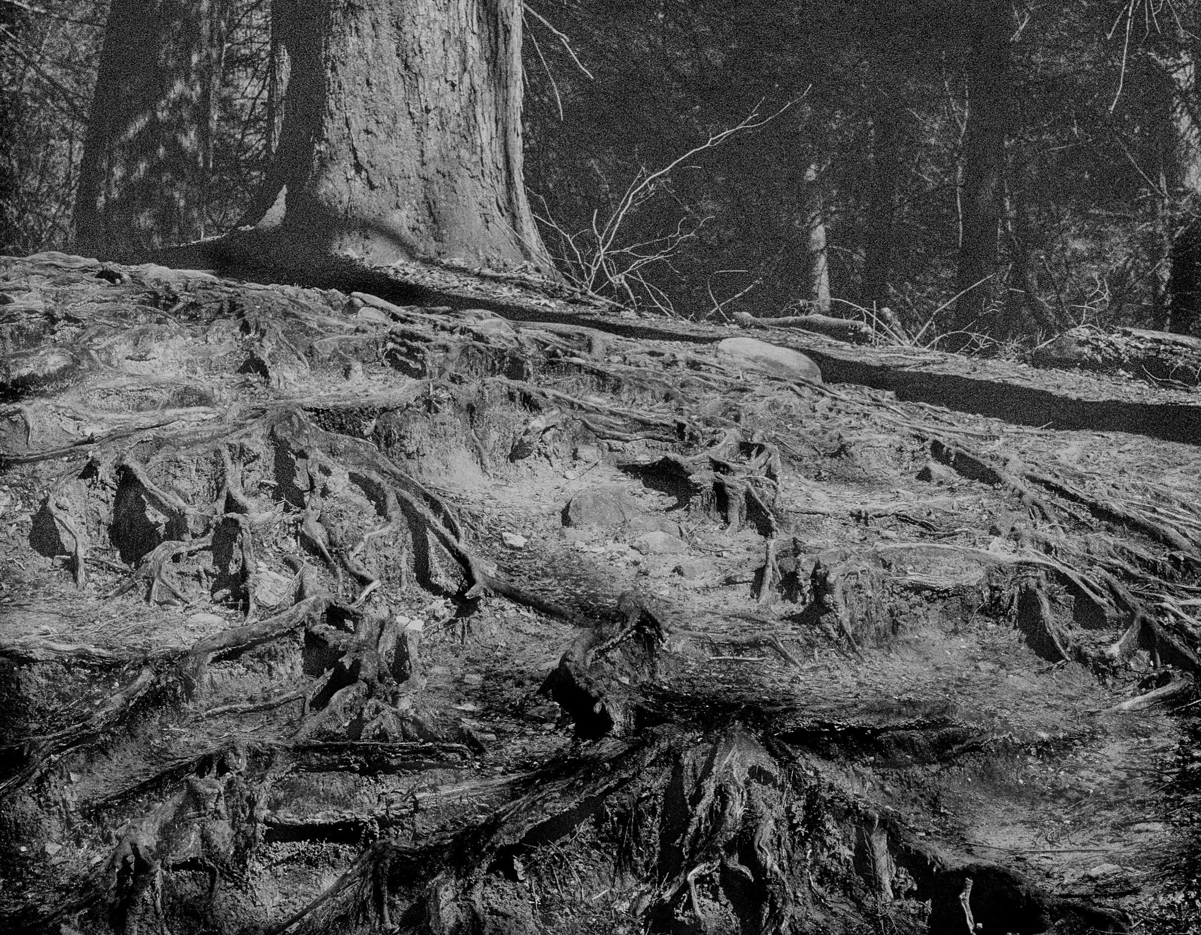 Nature's foundations are revealed through weathered roots and textured stone.