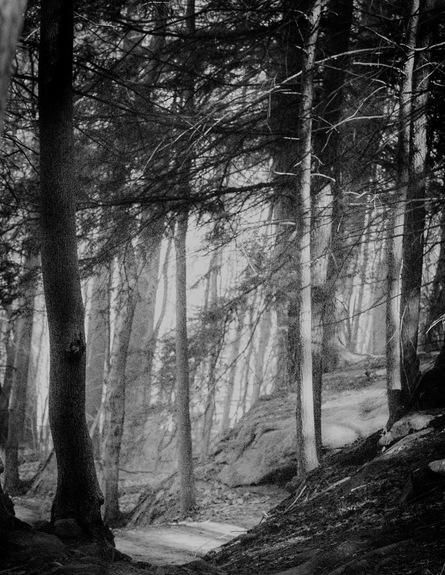 Soft morning light filters through the trees, revealing a woodland wrapped in mist. This quiet moment captures the peaceful stillness that often goes unnoticed before the world awakens.