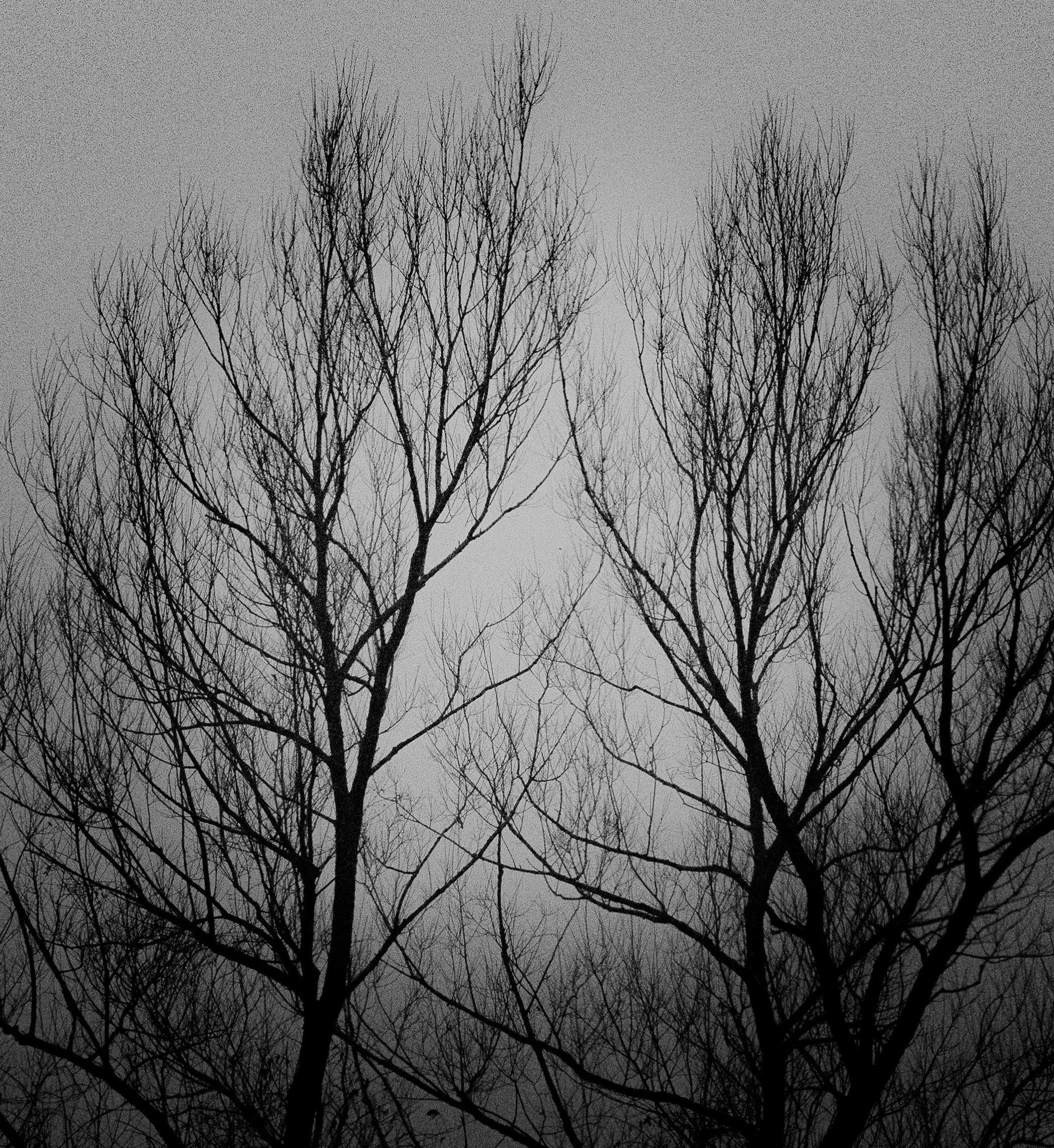 Bare branches rise into a quiet winter sky, their delicate forms revealing the quiet elegance of the season. Stripped of their leaves, the trees become graceful studies of line, texture, and stillness, inviting reflection in the calm of winter.