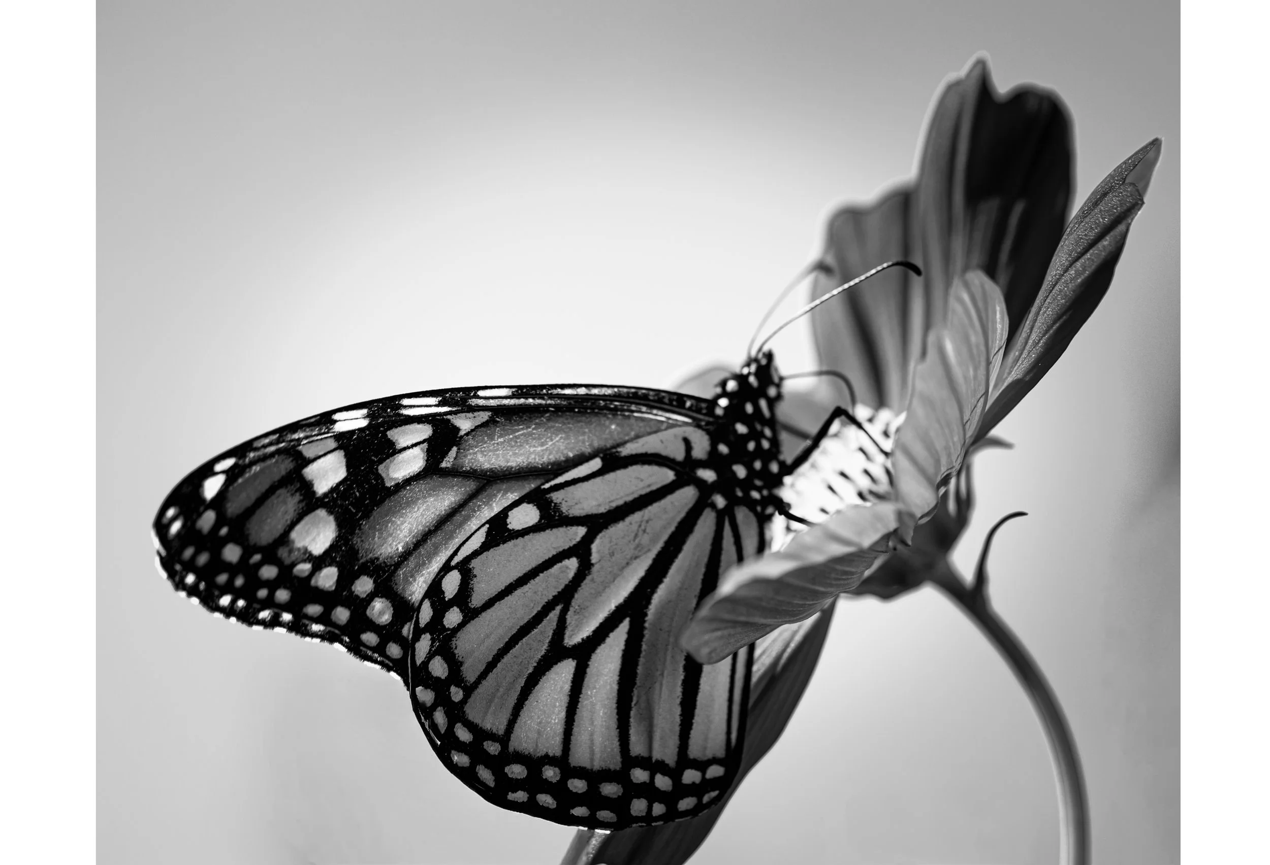 utterfly1Wondering1.jpg