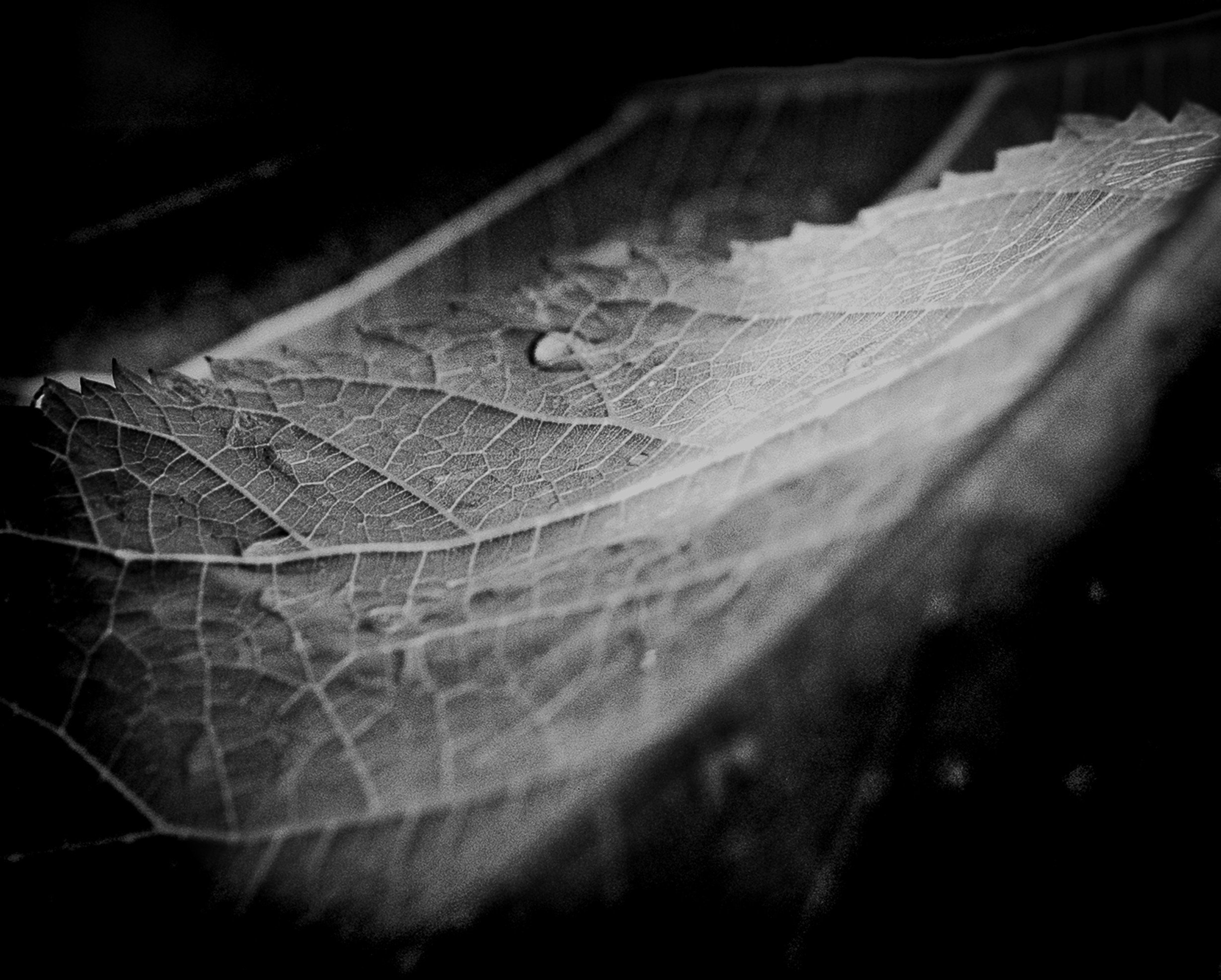 Botanical Calm