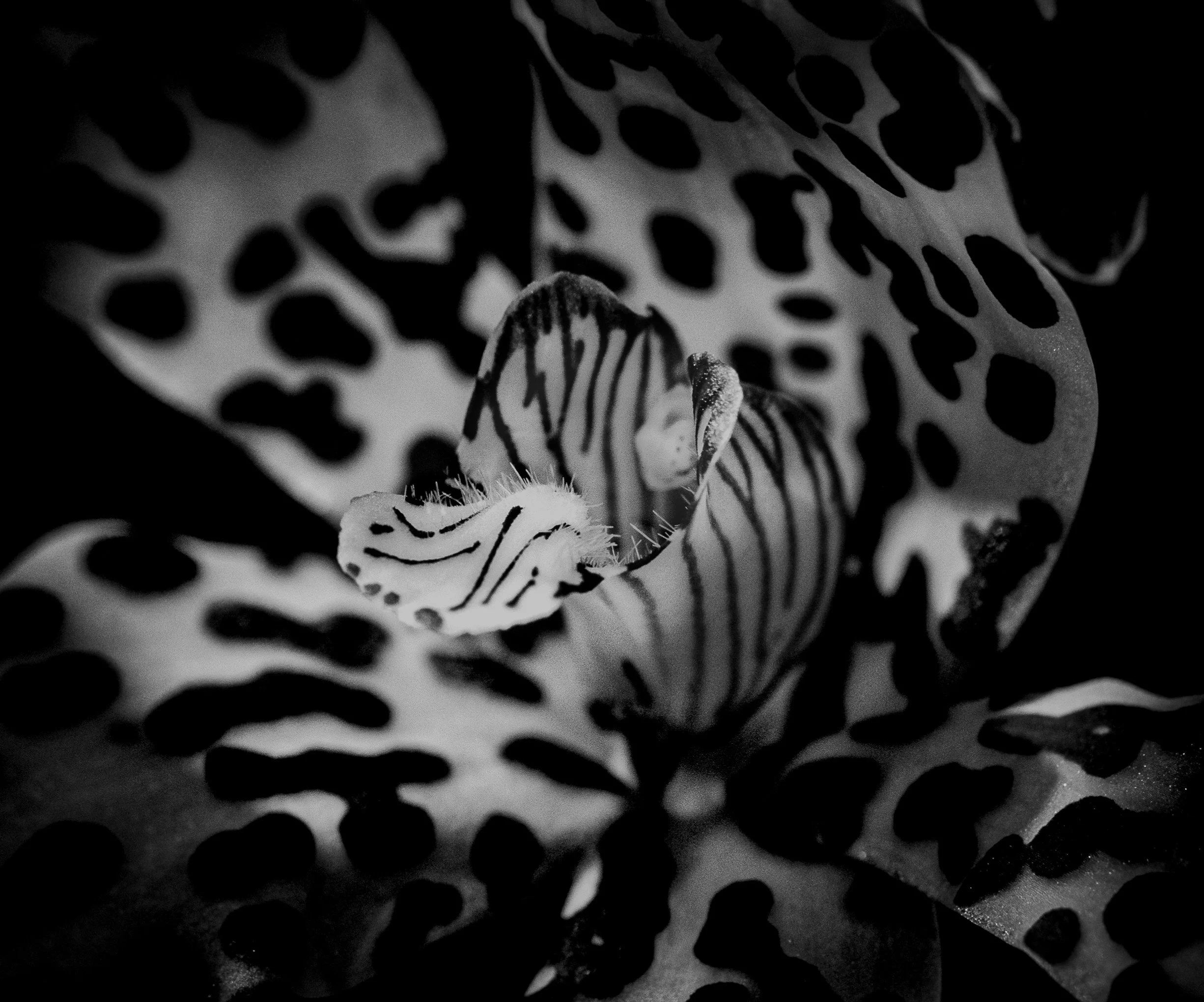 Intricate patterns and graceful curves transform the orchid into a living work of art. The photograph celebrates both elegance and the remarkable complexity found in nature.