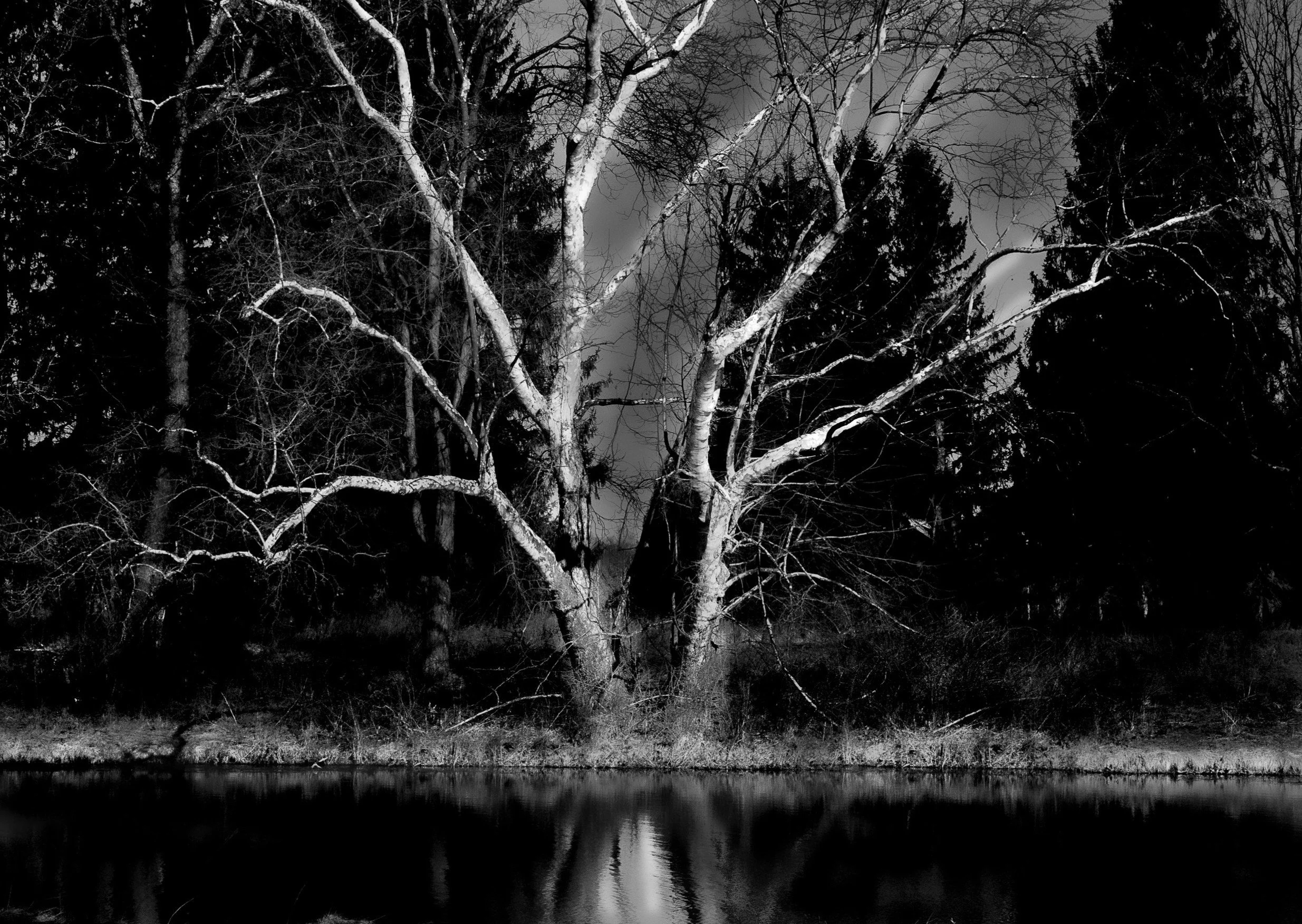 A solitary tree rises from the shoreline, its graceful branches mirrored in still water below. The quiet reflection creates a sense of balance and serenity, inviting the viewer to pause and experience the peaceful rhythm of the natural world.