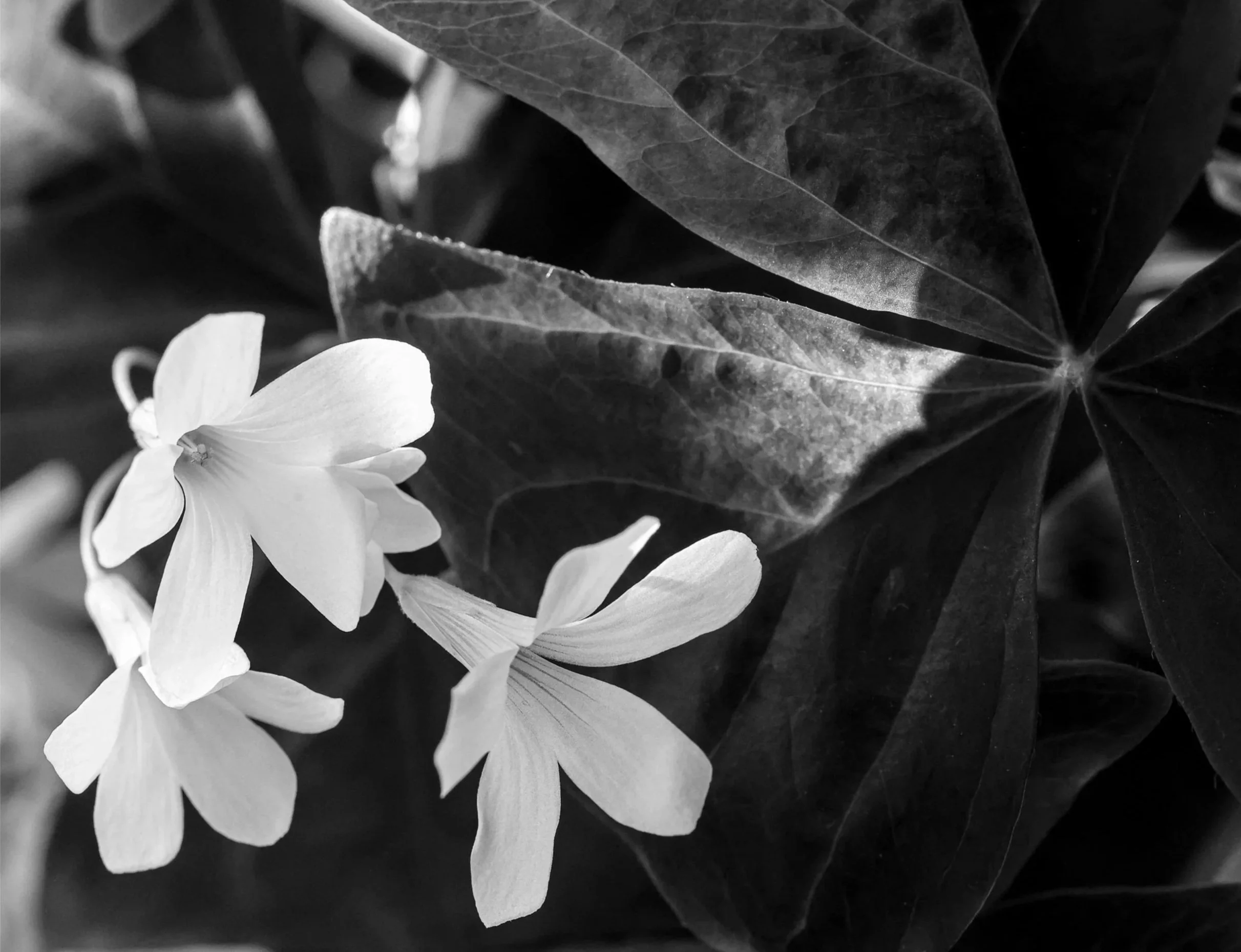 Black and white close-up photograph of delicate white blossoms surrounded by dark leaves in a natural garden setting.