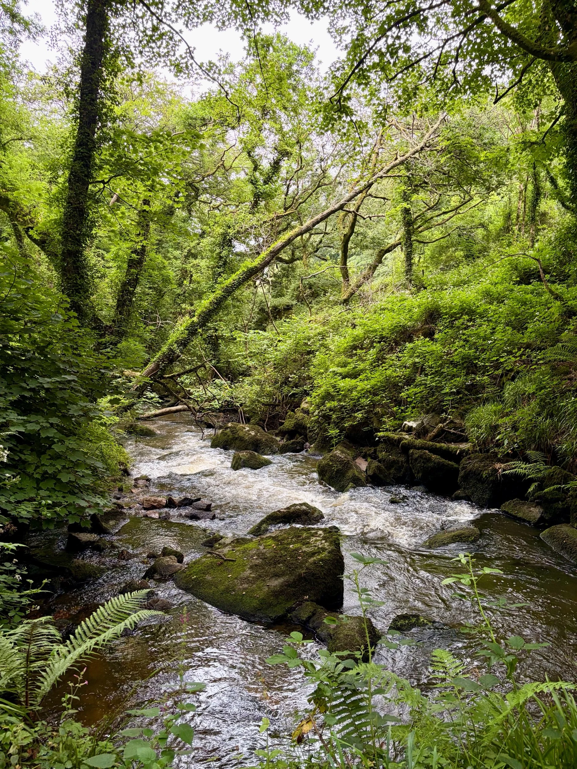 Luxulyan Valley Wild Women Walk - Saturday  1st August