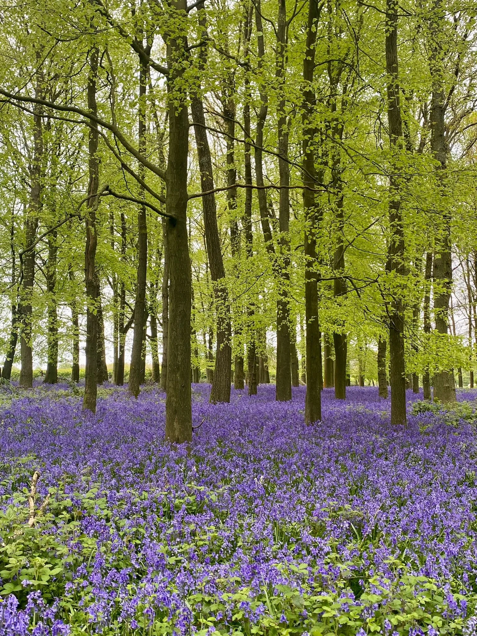 Tehidy Bluebell Walk | April 22