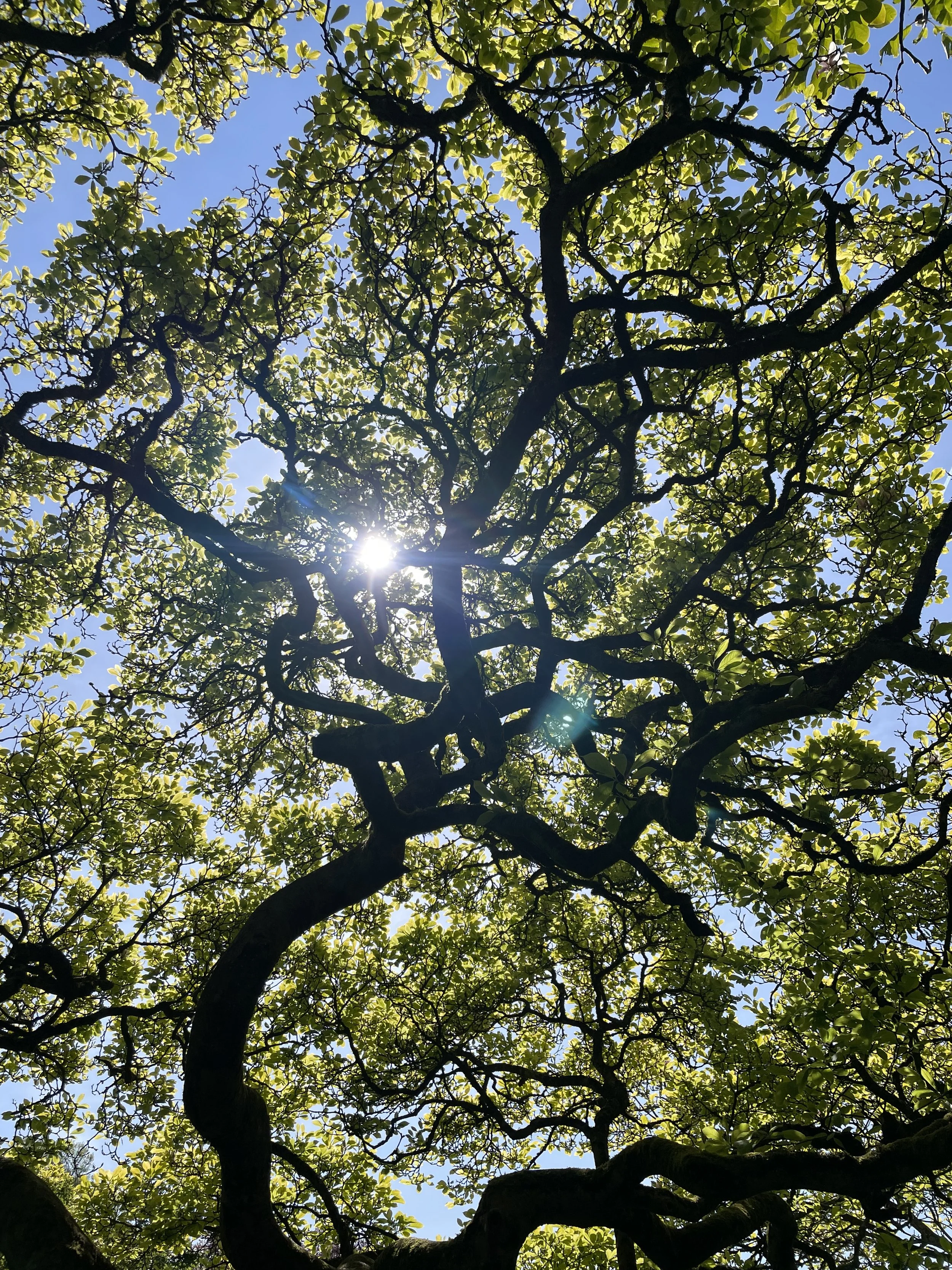 View of the sky through a canopy of green leaves in a tree with sunlight shining through.