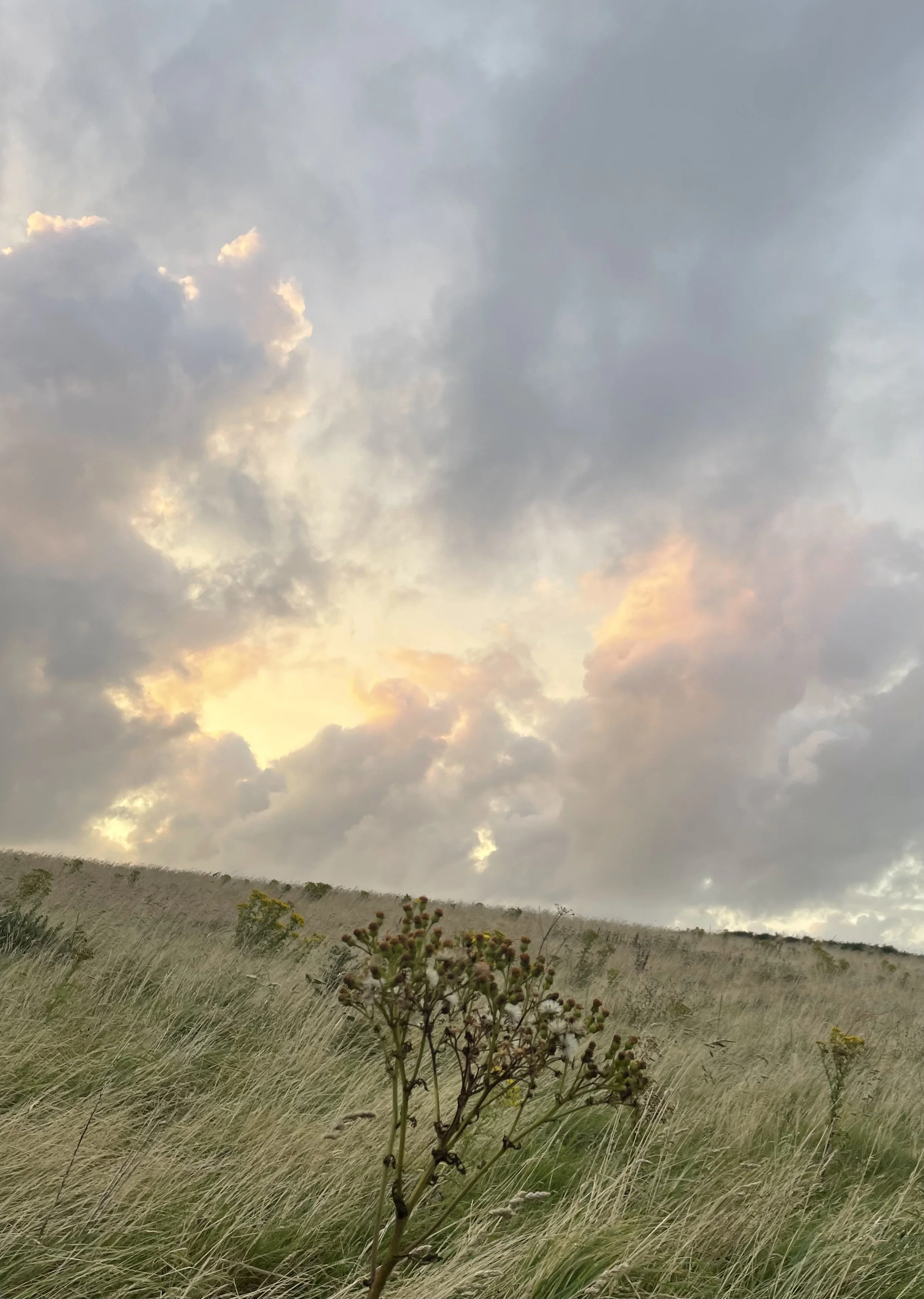 A landscape scene with tall, green grass in the foreground, some plants, and a cloudy sky with patches of sunlight breaking through the clouds.