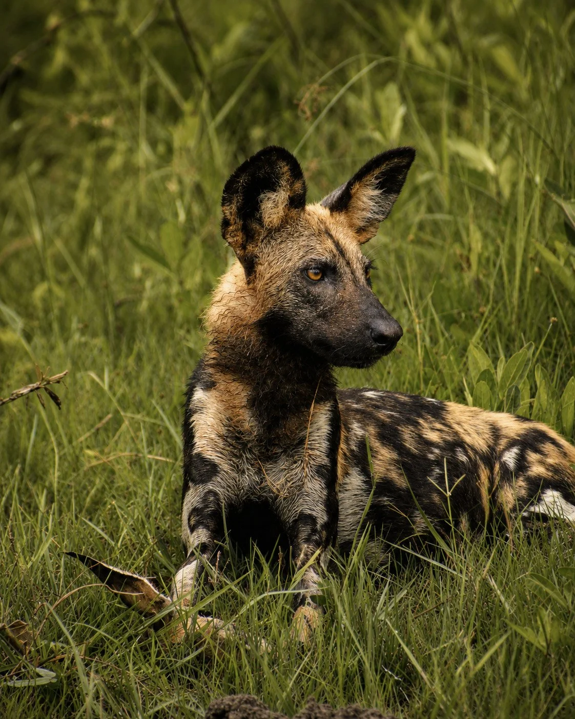 wild dog.jpg