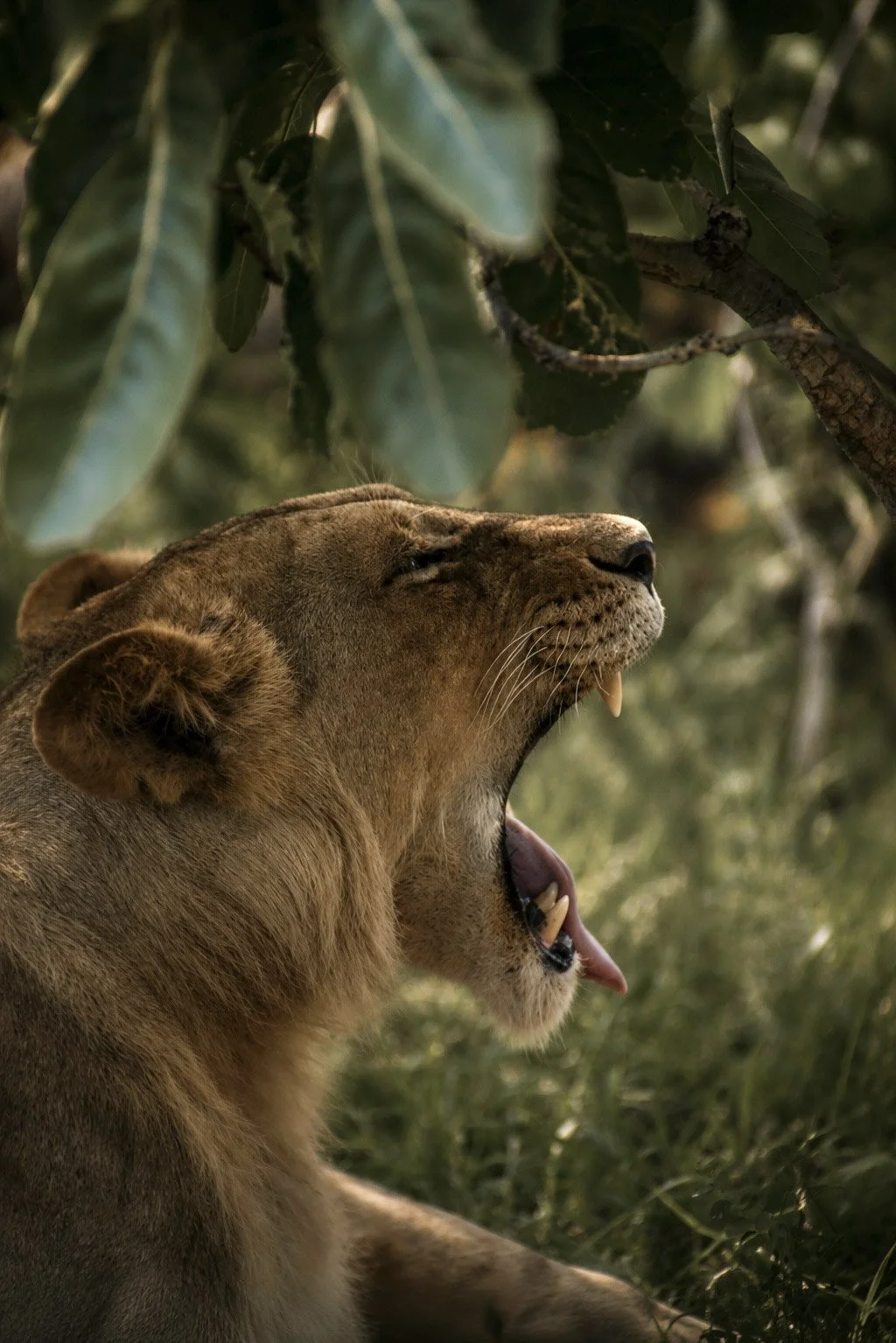 lioness.jpg
