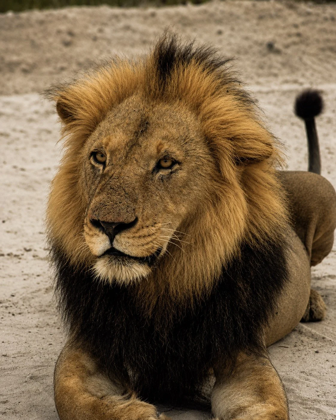 botswana lion.jpg