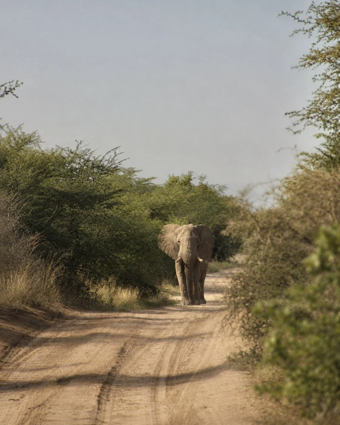 elephant.jpg