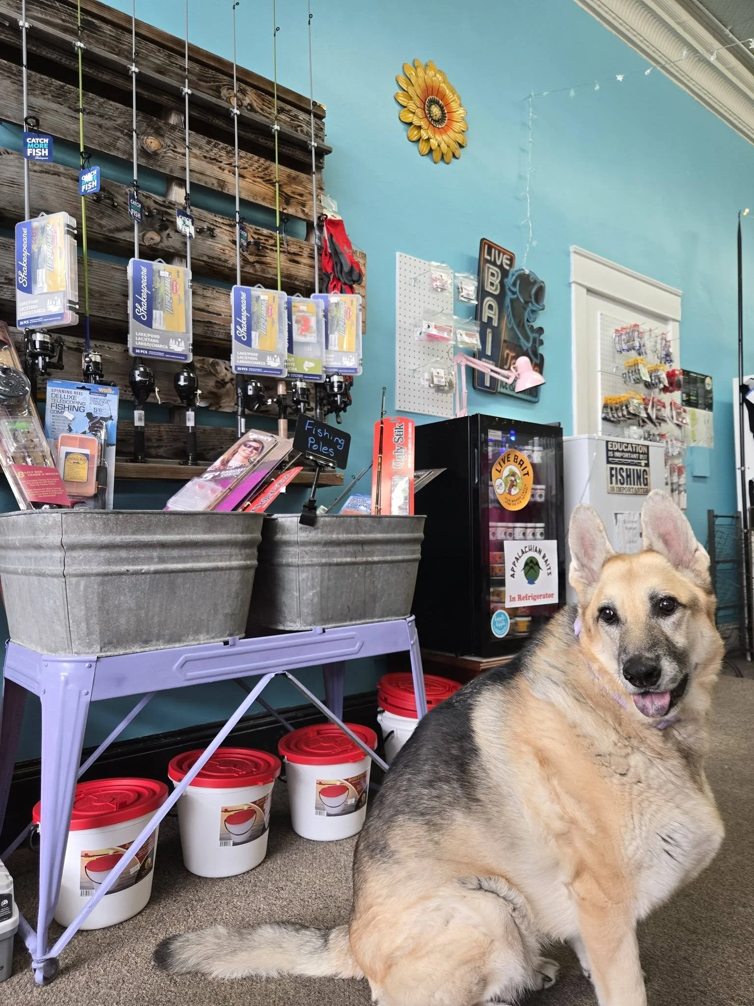 A dog sitting indoors next to a display of fishing gear, including fishing rods and buckets, with colorful signs and decorations on a light blue wall.