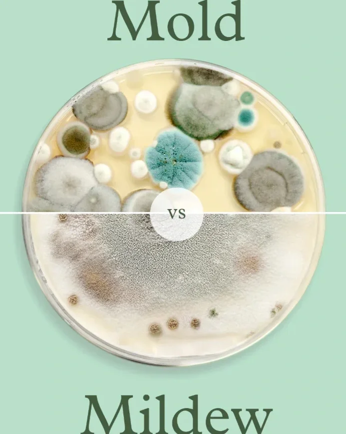 Mold vs. Mildew