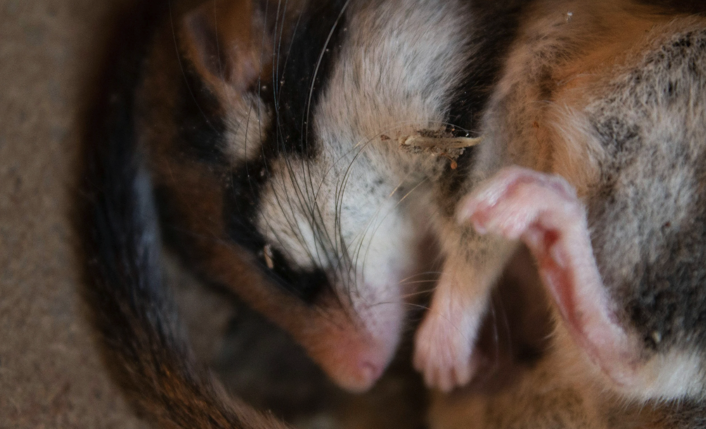 Dormouse Surveys