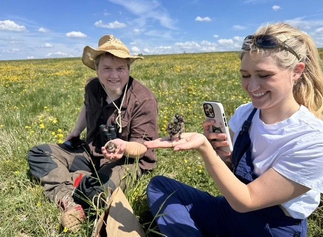 Farmland Bird Recovery