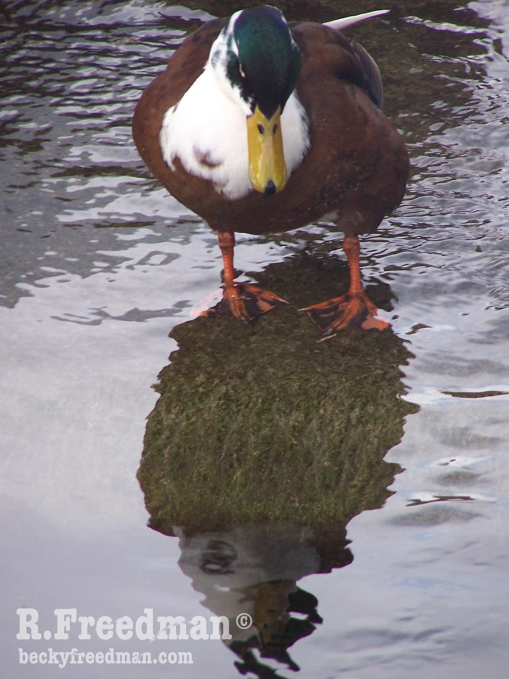 Website-Pondering-Duck.jpg