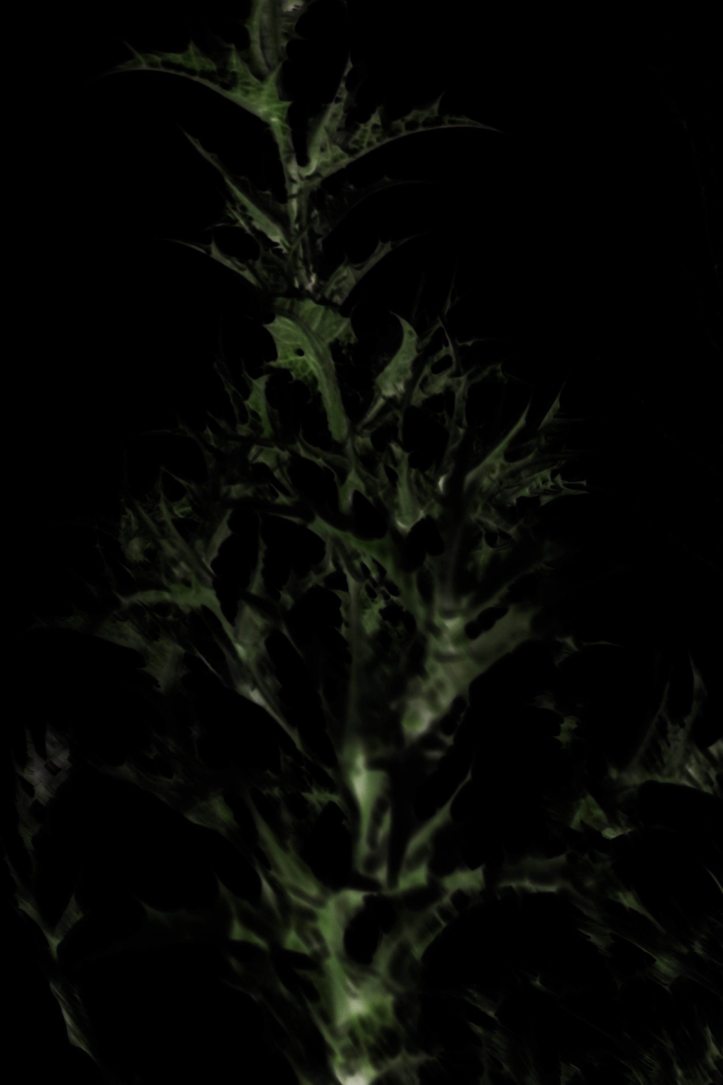 Feuille épineuse d'une plante verte, sombre due à l'éclairage faible.