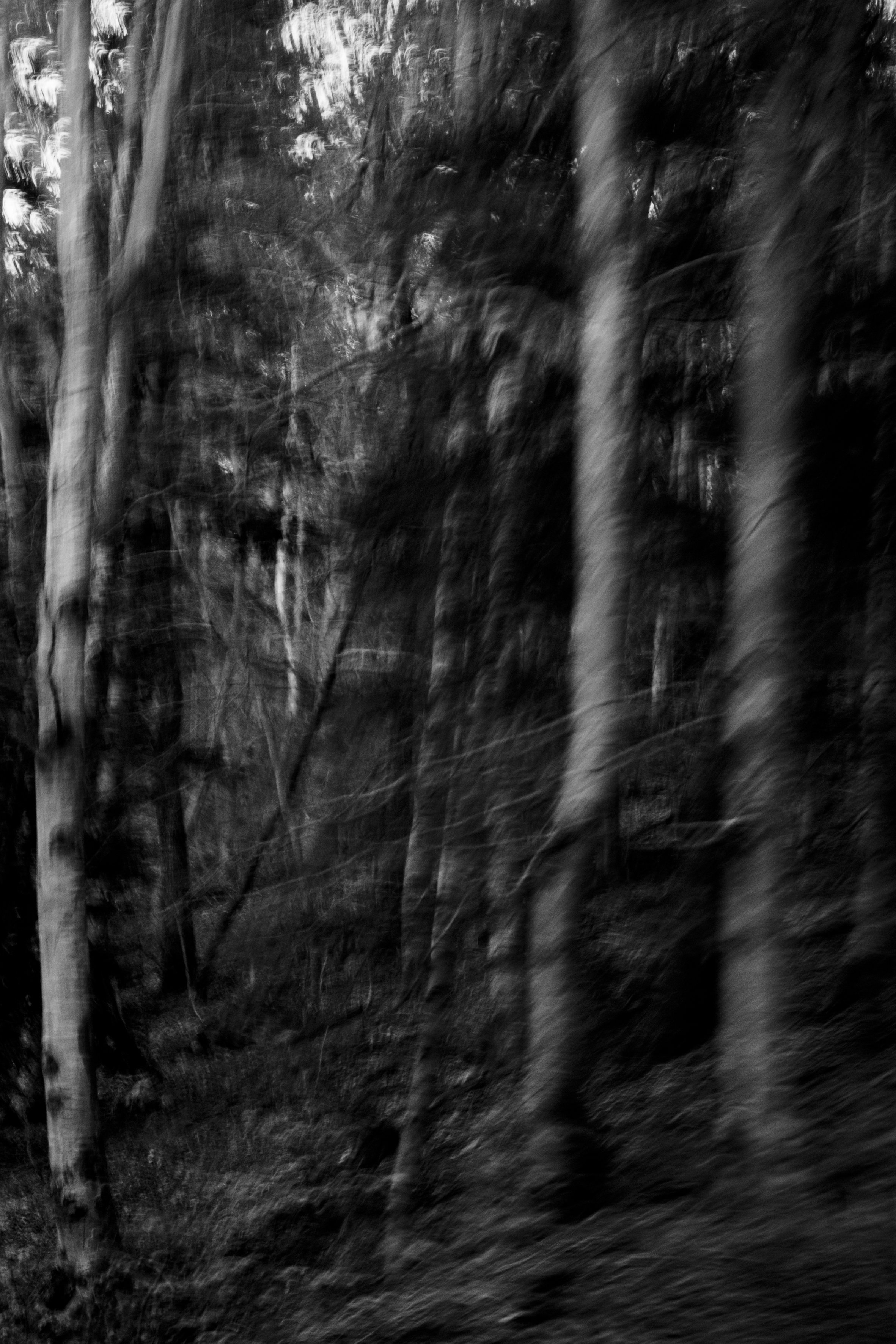 Une forêt sombre avec des arbres fins et tordus, l'image est floue et en noir et blanc.