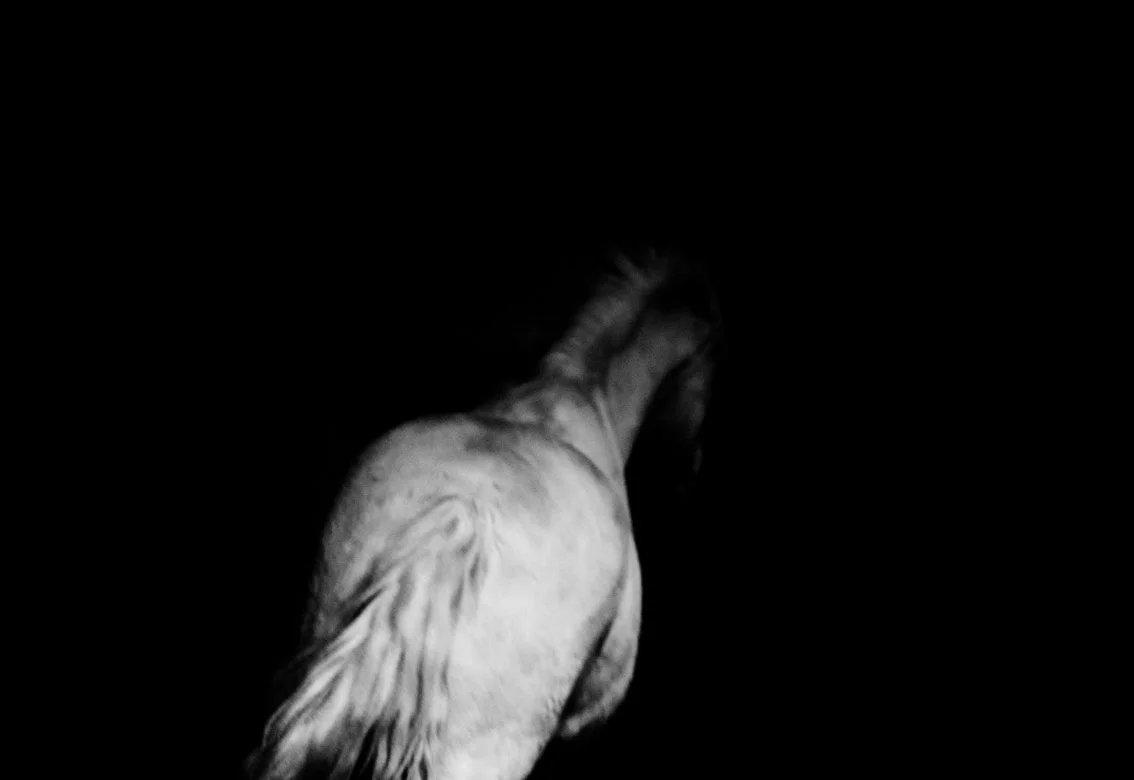 Un cheval blanc vu de dos dans un environnement sombre.
