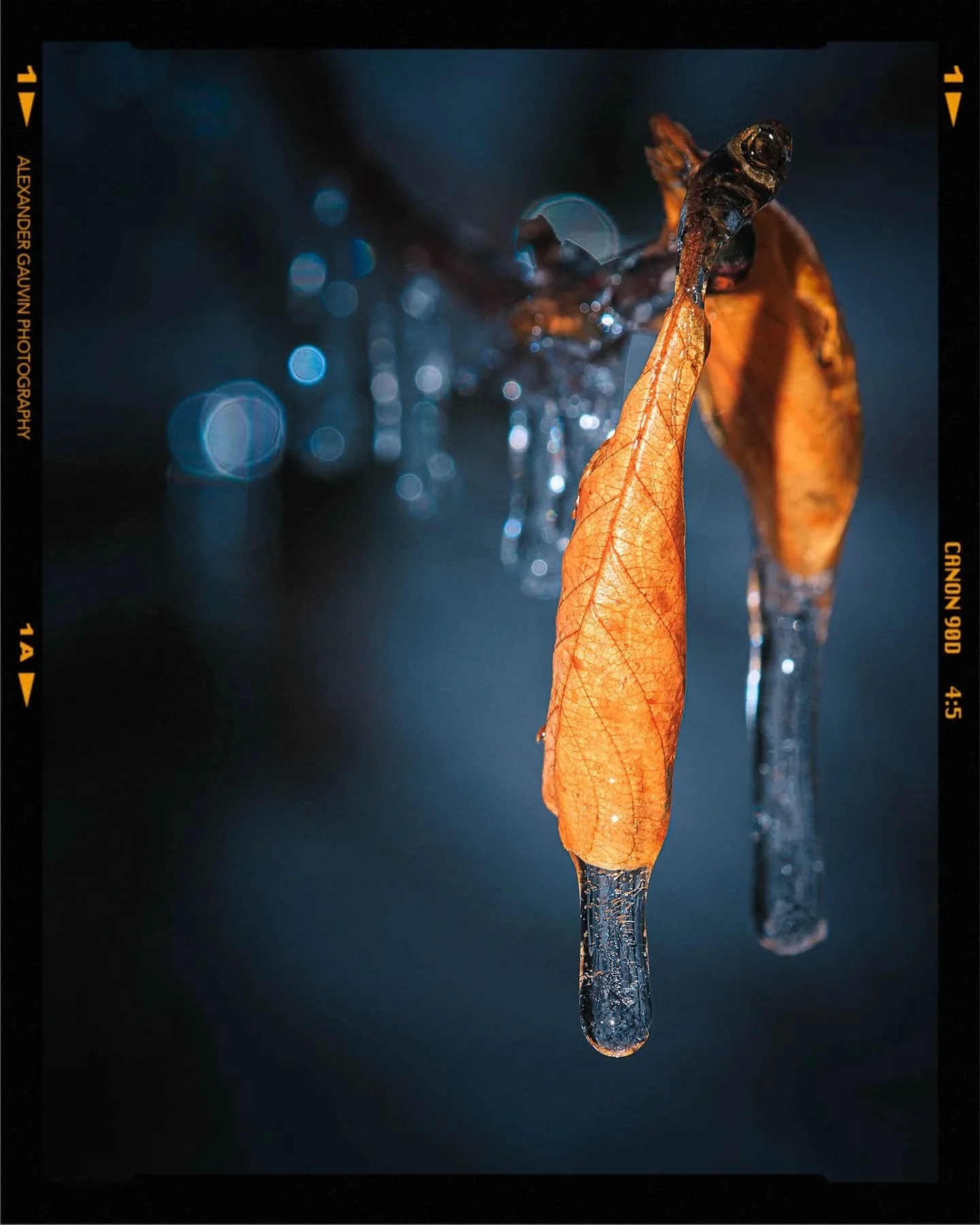 Ice and dead leaves.

#photography #flashphotography #spring