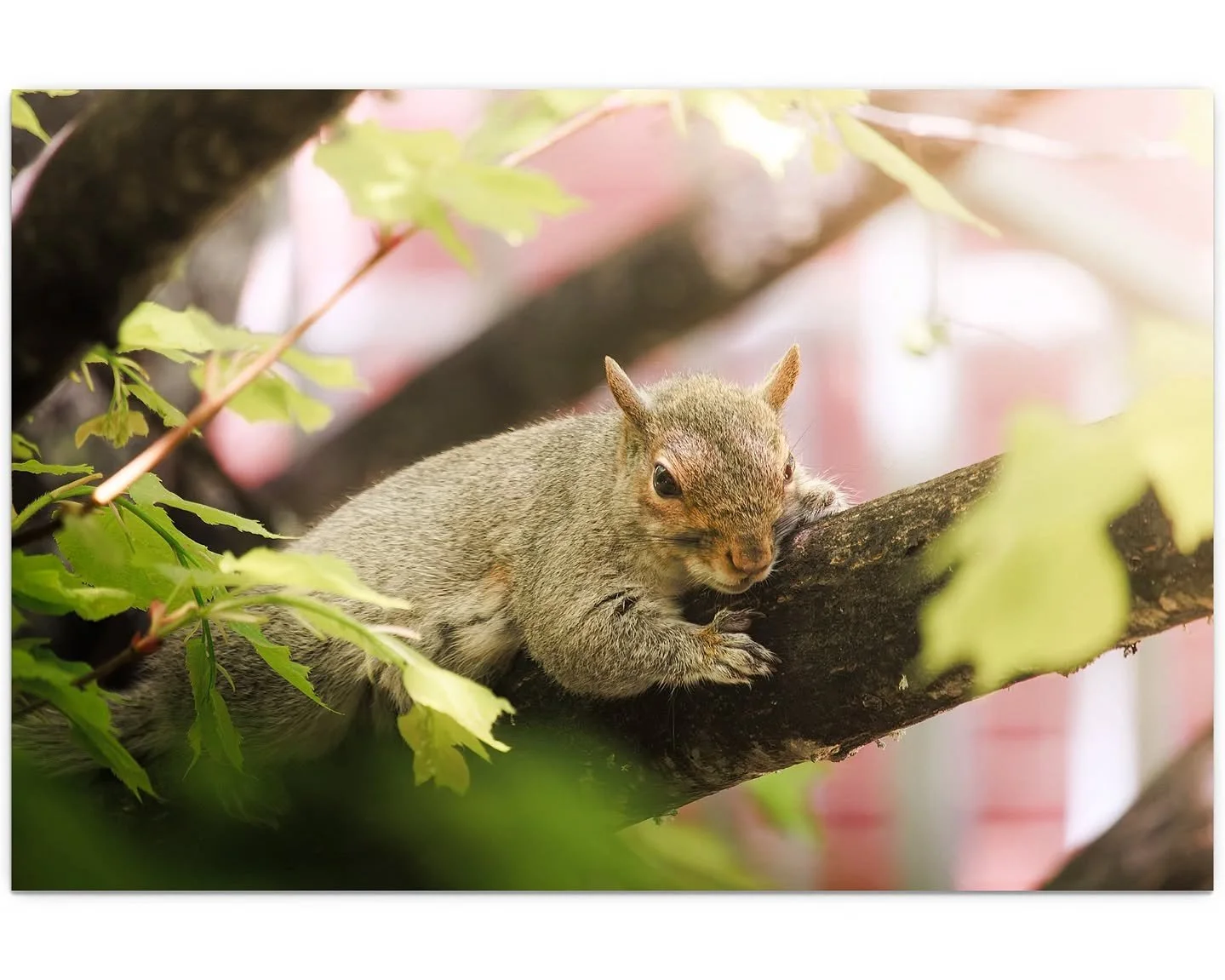 Sleepy squirrel 🐿️
Taken with the Canon 90D &amp; 55-250 f/4-5.6 STM 📷
#photographyedit #photography #wildlifephotography