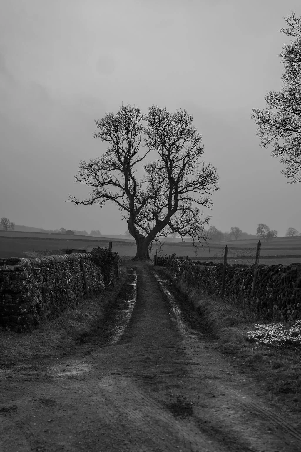 A black and white photo of a dirt road leading to a large, leafless tree in a rural landscape, with stone fences on each side and fields in the background under a cloudy sky.