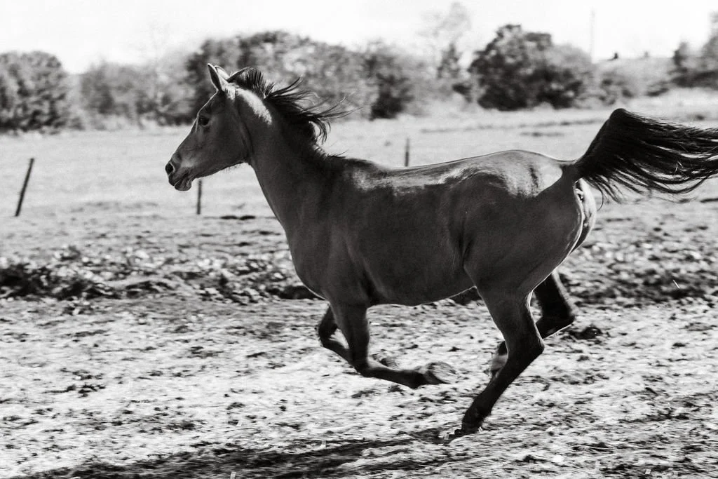 A black and white photo of a horse running across a field with trees in the background.