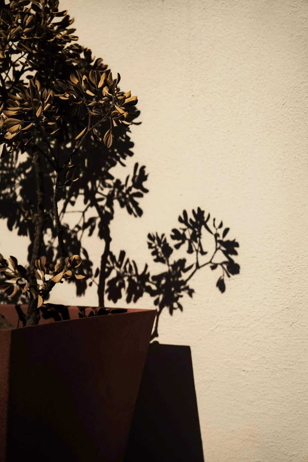 Potted plant casting a shadow on a beige wall.