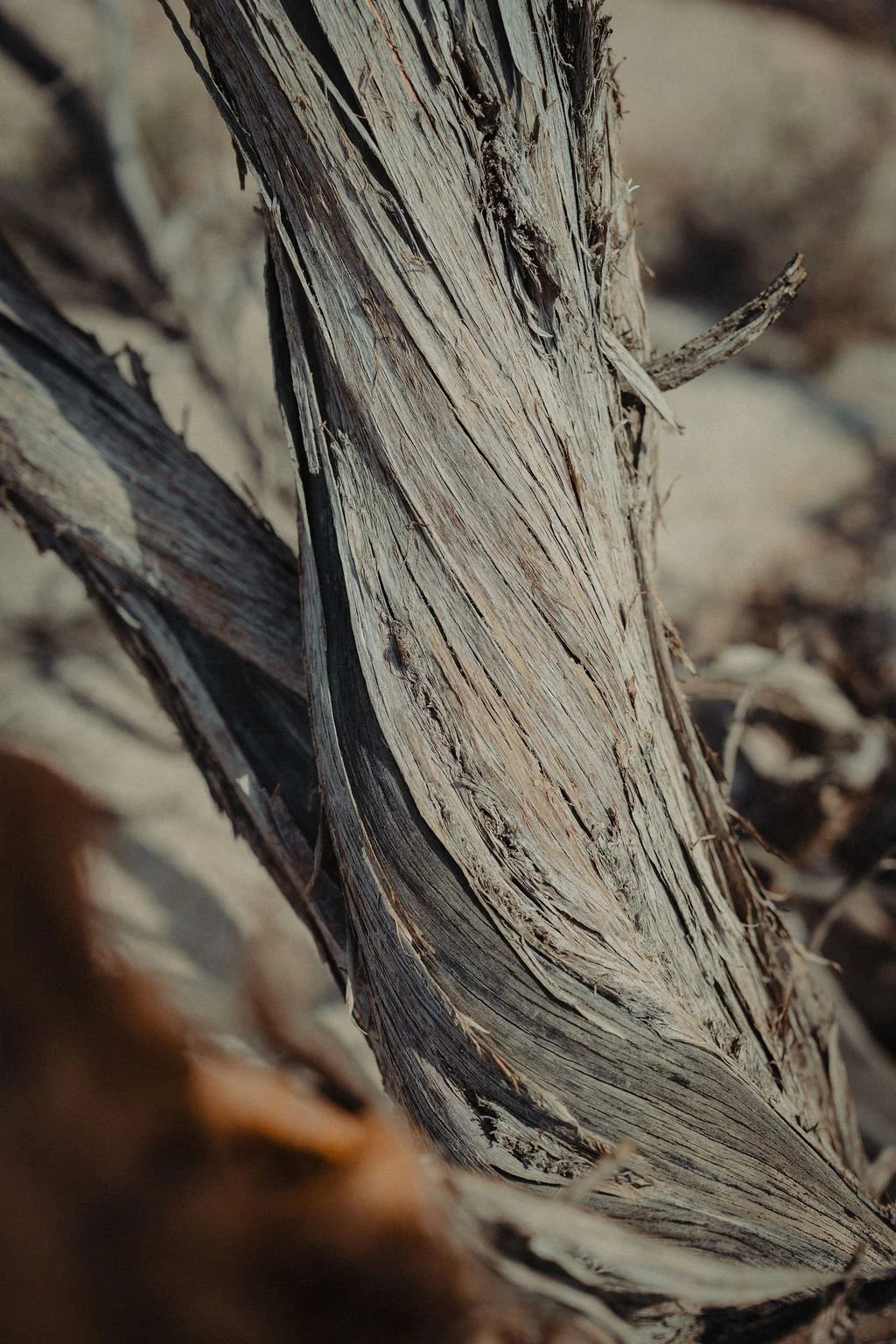 Close-up of a weathered, dry, and partially burned piece of wood or tree bark with cracked and peeling surface.