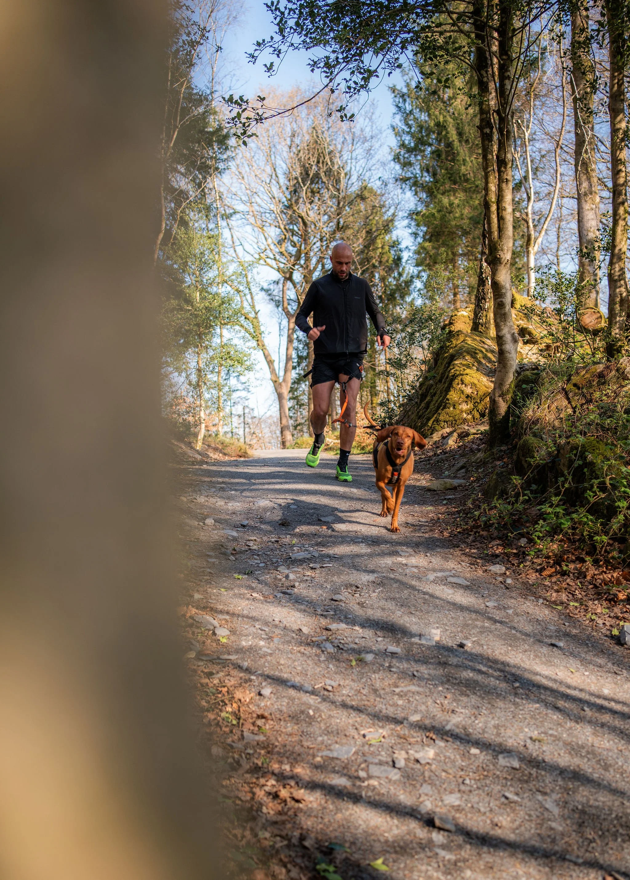A man jogging with his dog on a trail in a forest during daytime. The man is wearing a black jacket, shorts, and bright green running shoes. The dog is brown, wearing a harness, and running ahead of the man. The trail is shaded by trees, with sunligh