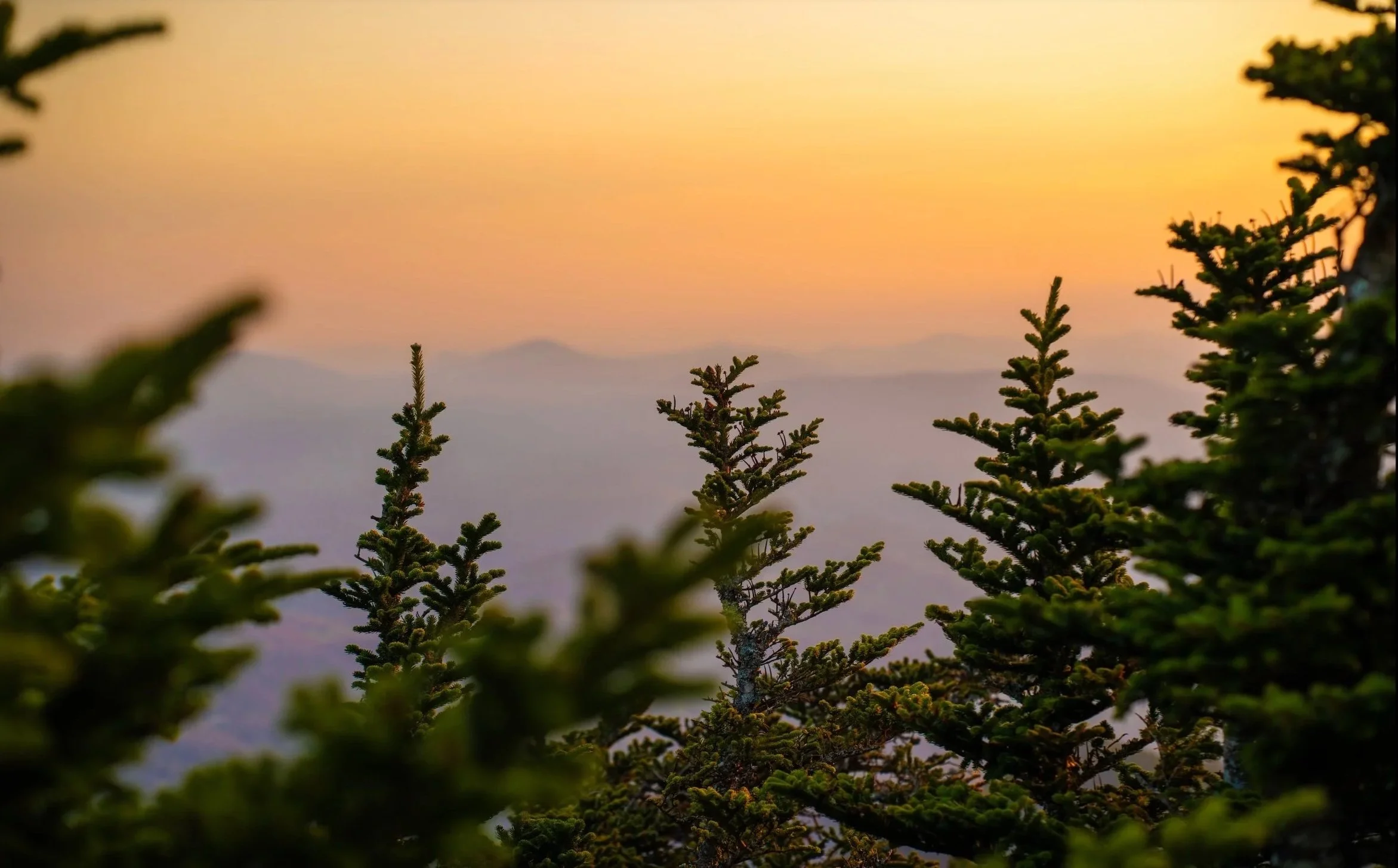 Pine trees in the foreground with a colorful sunset sky in the background.