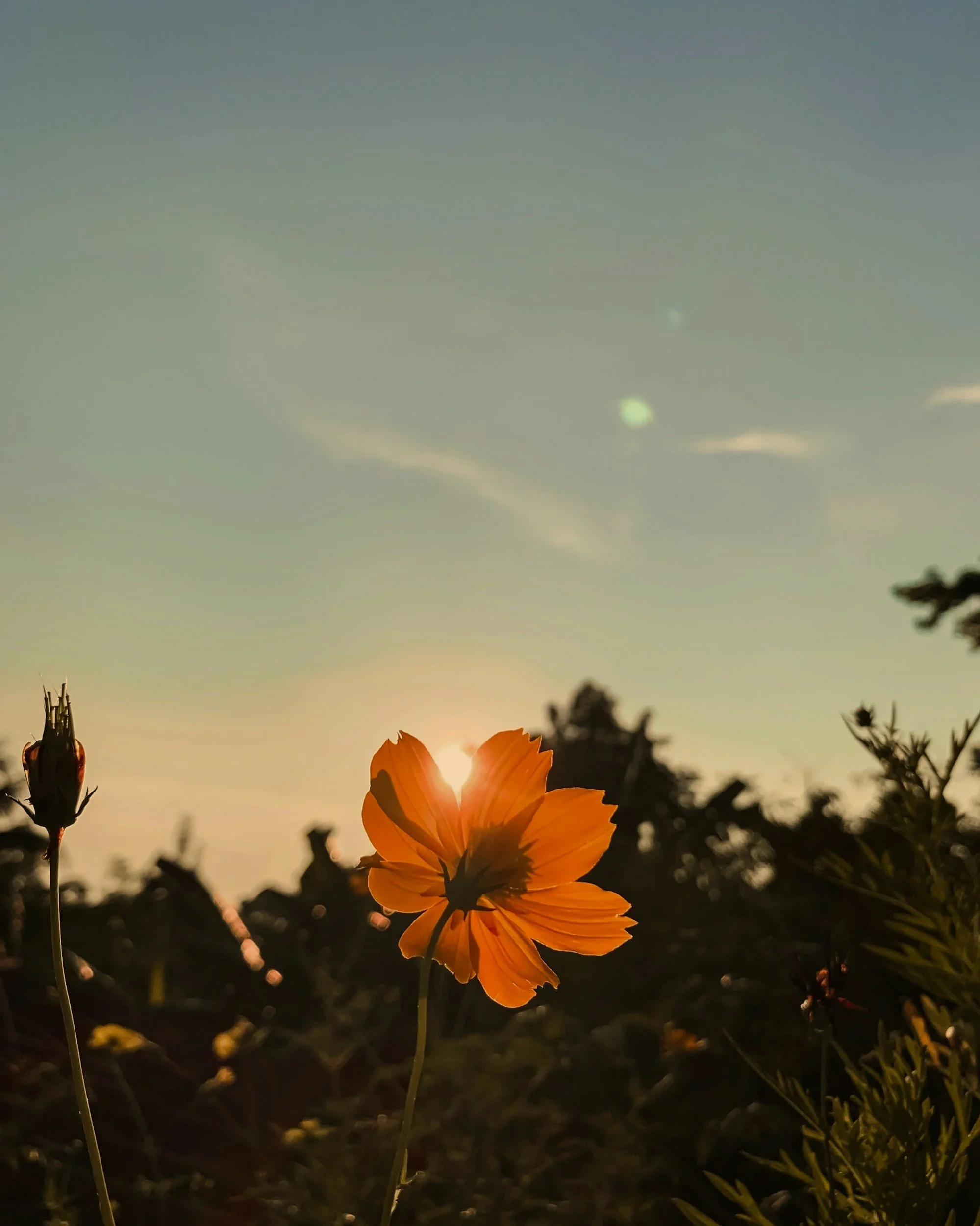 Cura Counseling- Therapy for Adult Children of Immigrants
