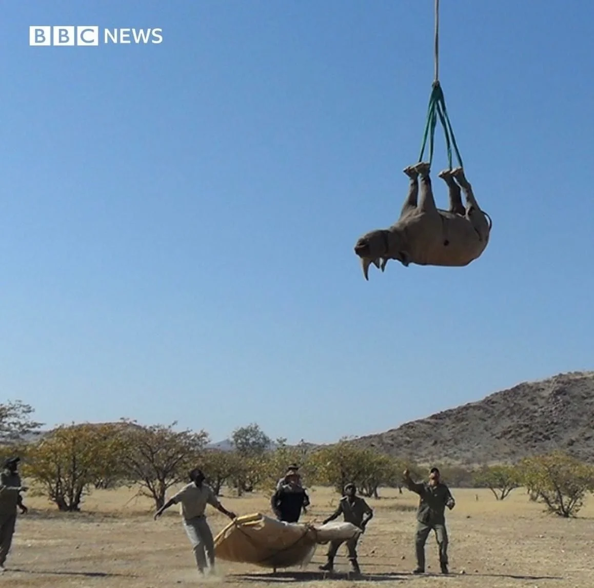flying rhino Via @bbcnews